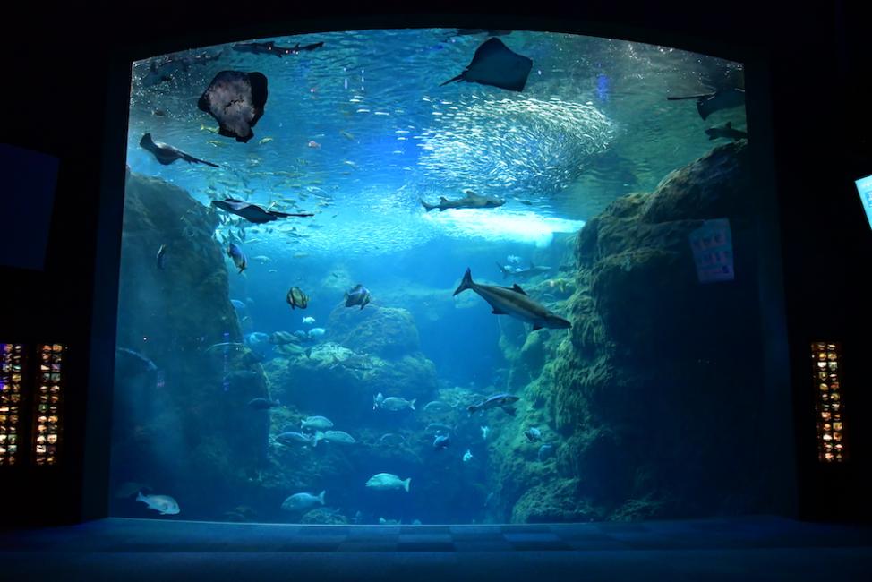 新江ノ島水族館 入場チケット｜神奈川県藤沢市 - KKday