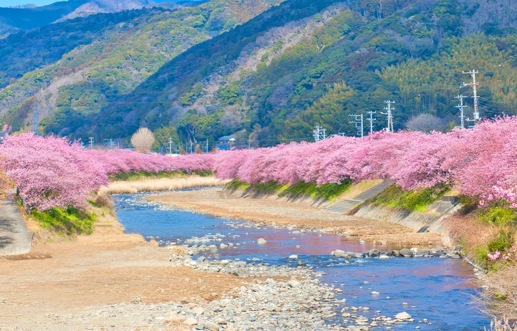 固まるハーバリウム♡河津桜のいちご 日本の伊豆市河津への日帰り旅行：桜祭り、伊豆フルーツパークでの