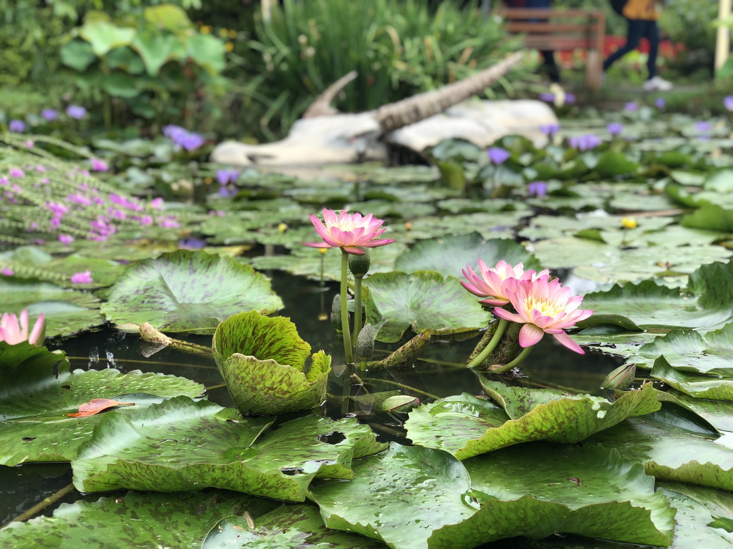 桃園觀音 蓮荷園大王蓮 向陽農場向日葵桃園蓮花季一日遊 Kkday