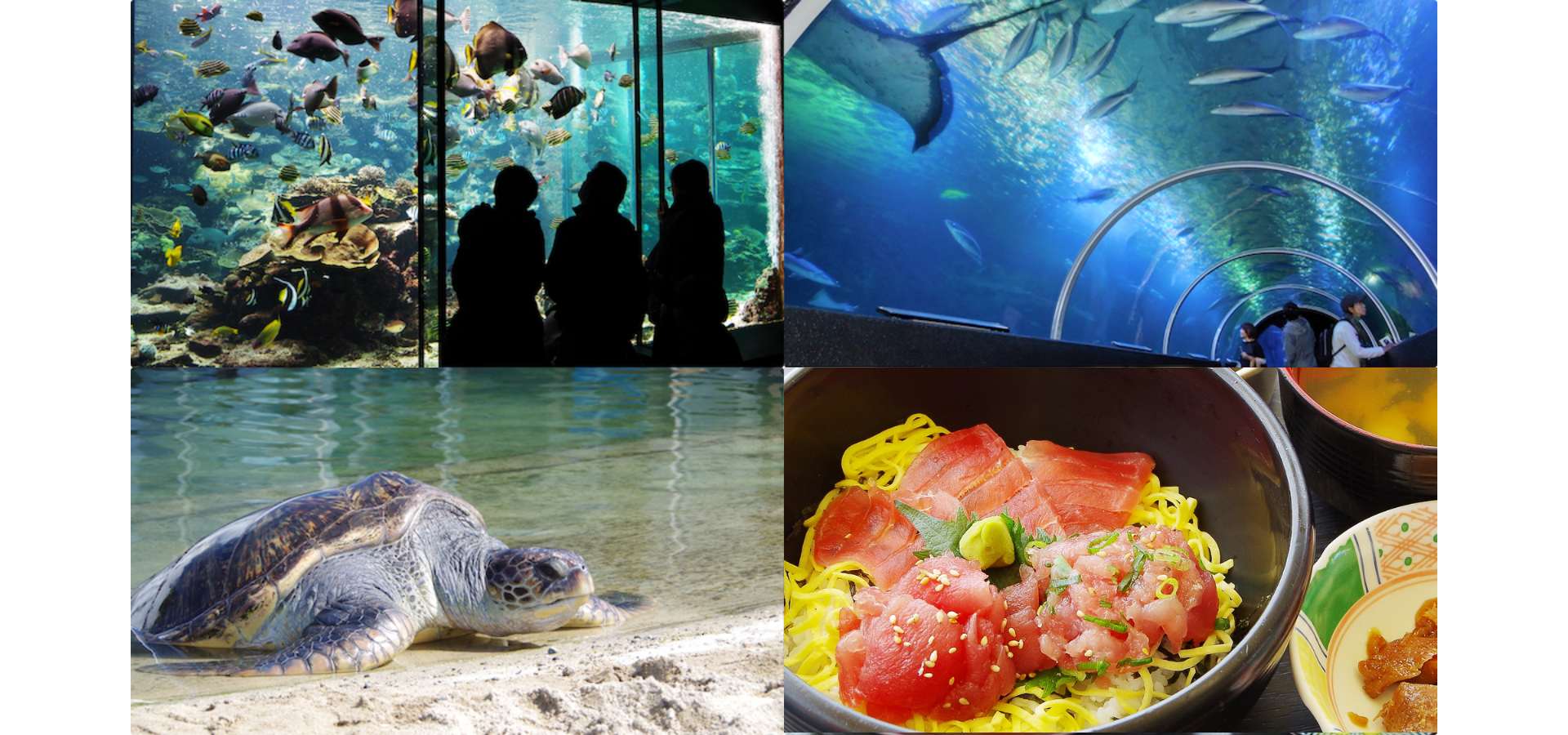 割引価格】串本海中公園 水族館＋海中展望塔 入場チケット（和歌山県