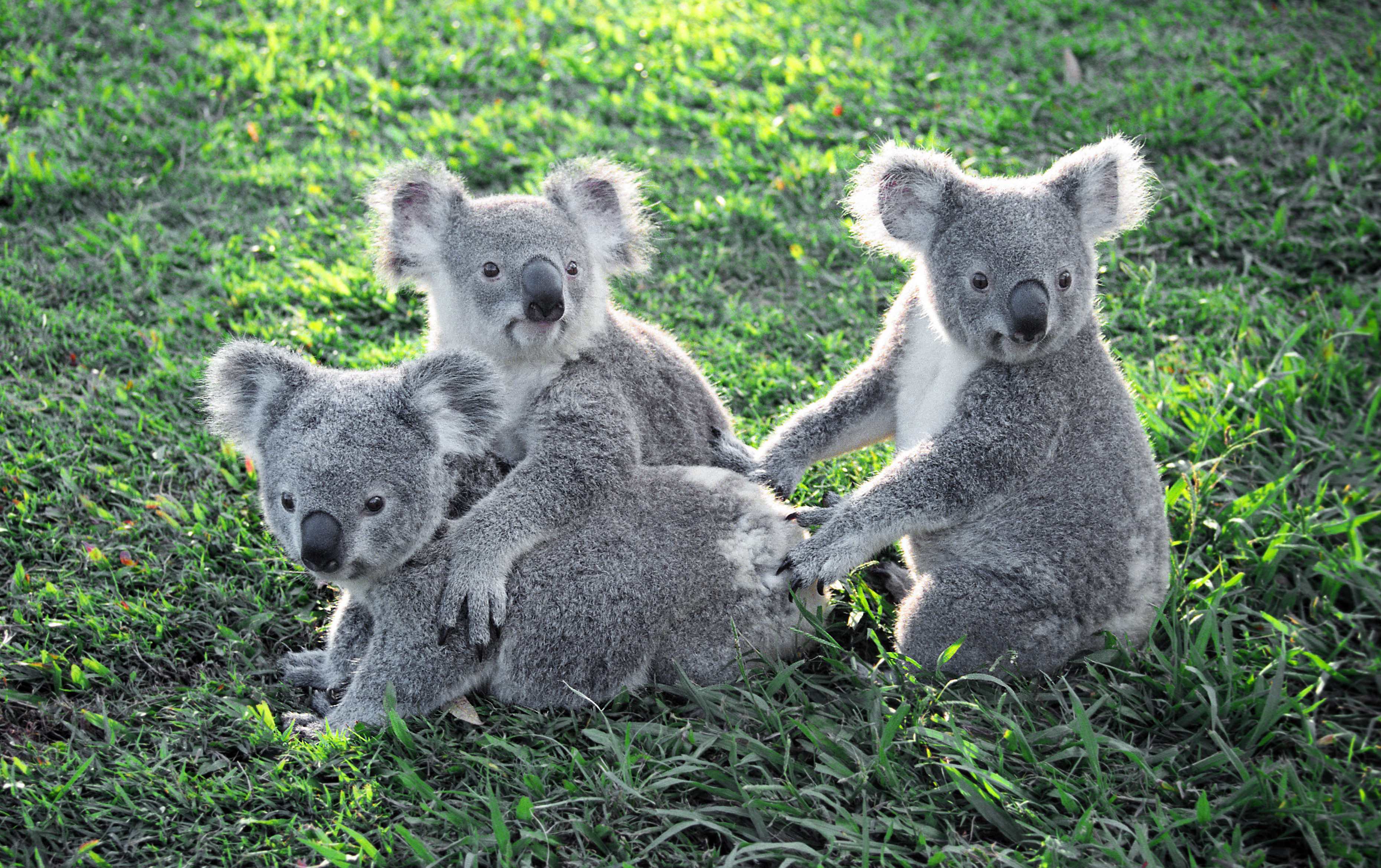 Коала живет в австралии. Лоун Пайн коала. Брисбен парк коал. Коала в Австралии. Заповедник Lone Pine Koala.