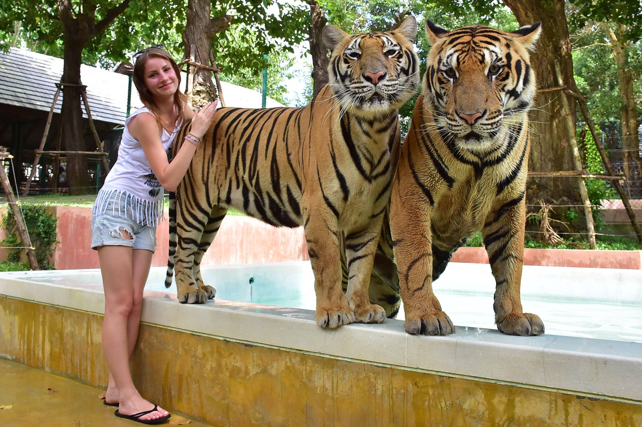 Tiger Kingdom Animal Encounter with Private Transfer | Phuket - KKday