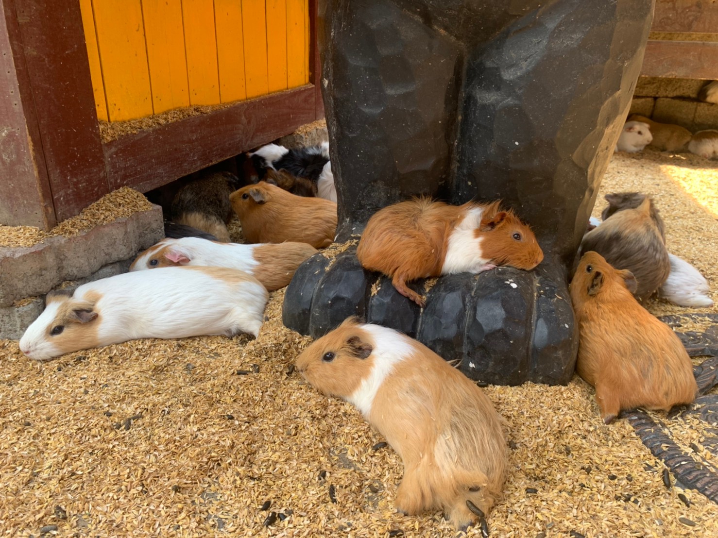 彰化必買美食 嚴選8大必買美食一次看 鼎泰興水蒸蛋糕懷古餐廳 漢彬水晶餃 Kkday