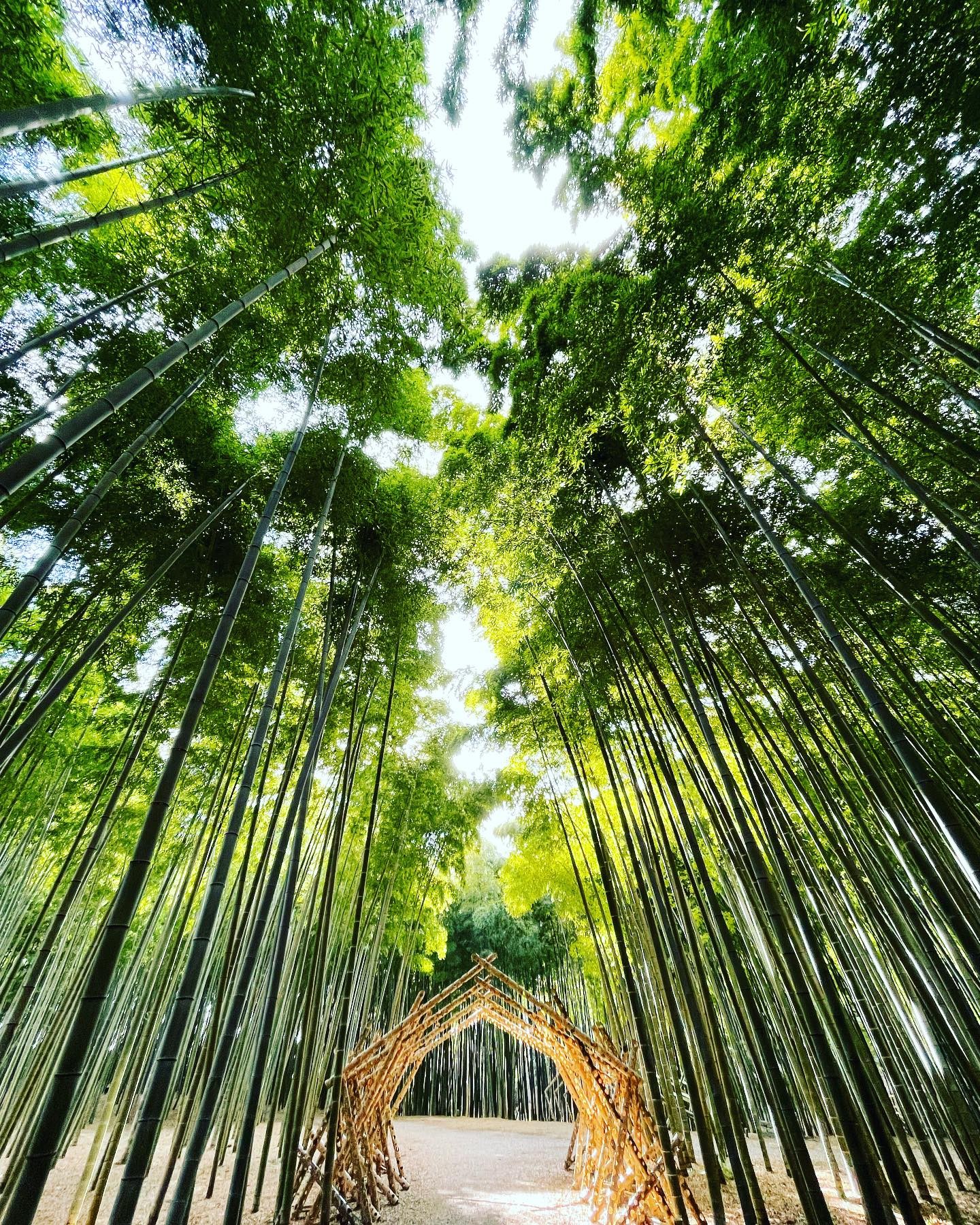 Wakatake no Mori Wakayama Farm Tickets | Tochigi Bamboo Forest - KKday