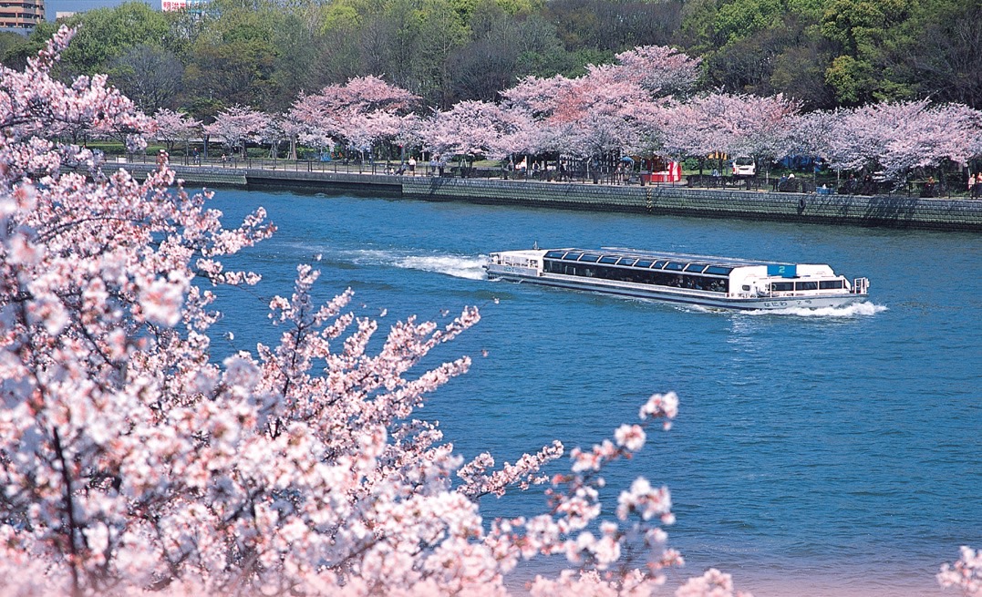 Osaka River With Sakura Moment