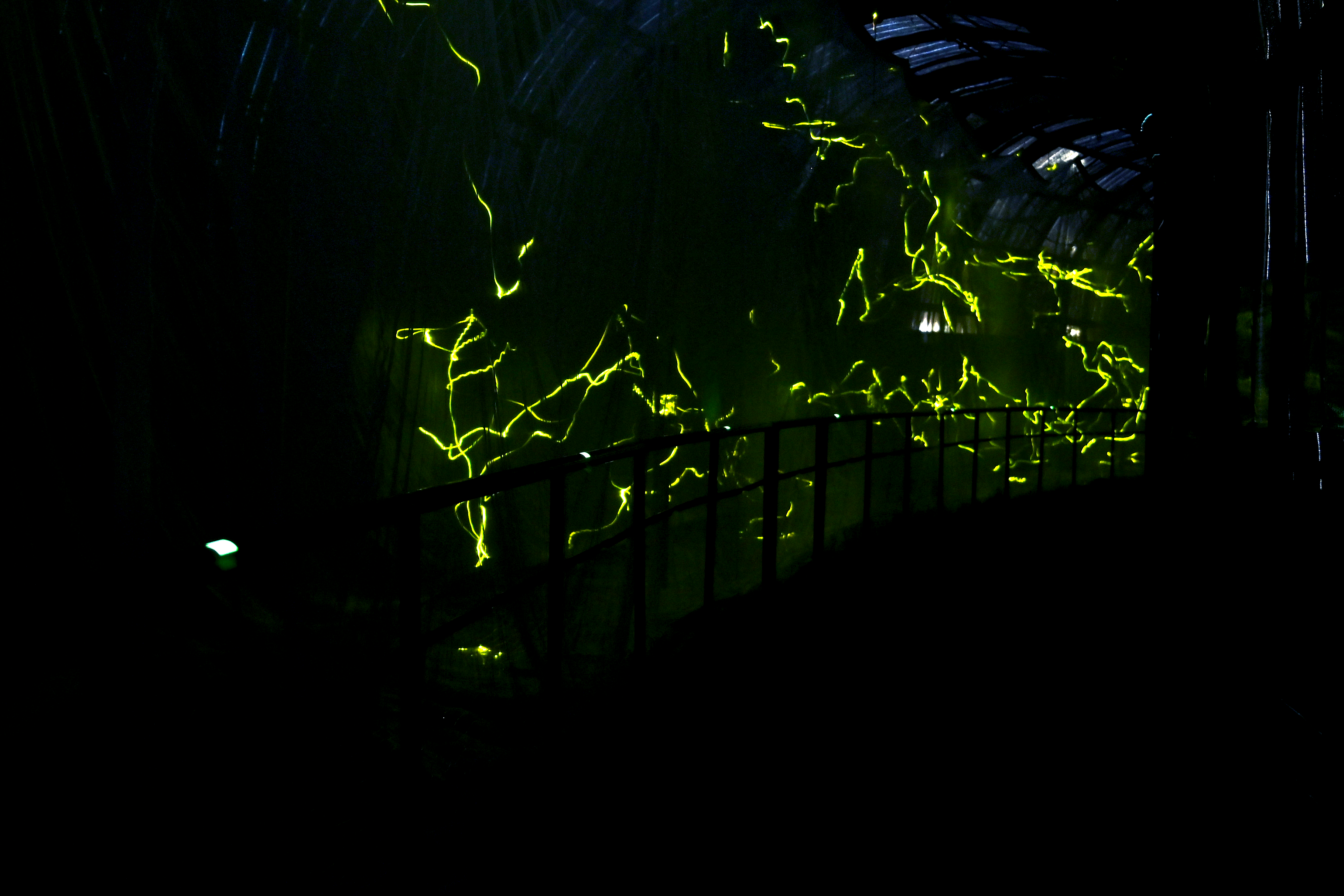 東京・足立区生物園｜ホタルの夕べ｜5月29日(木)〜6月1日(日)開催