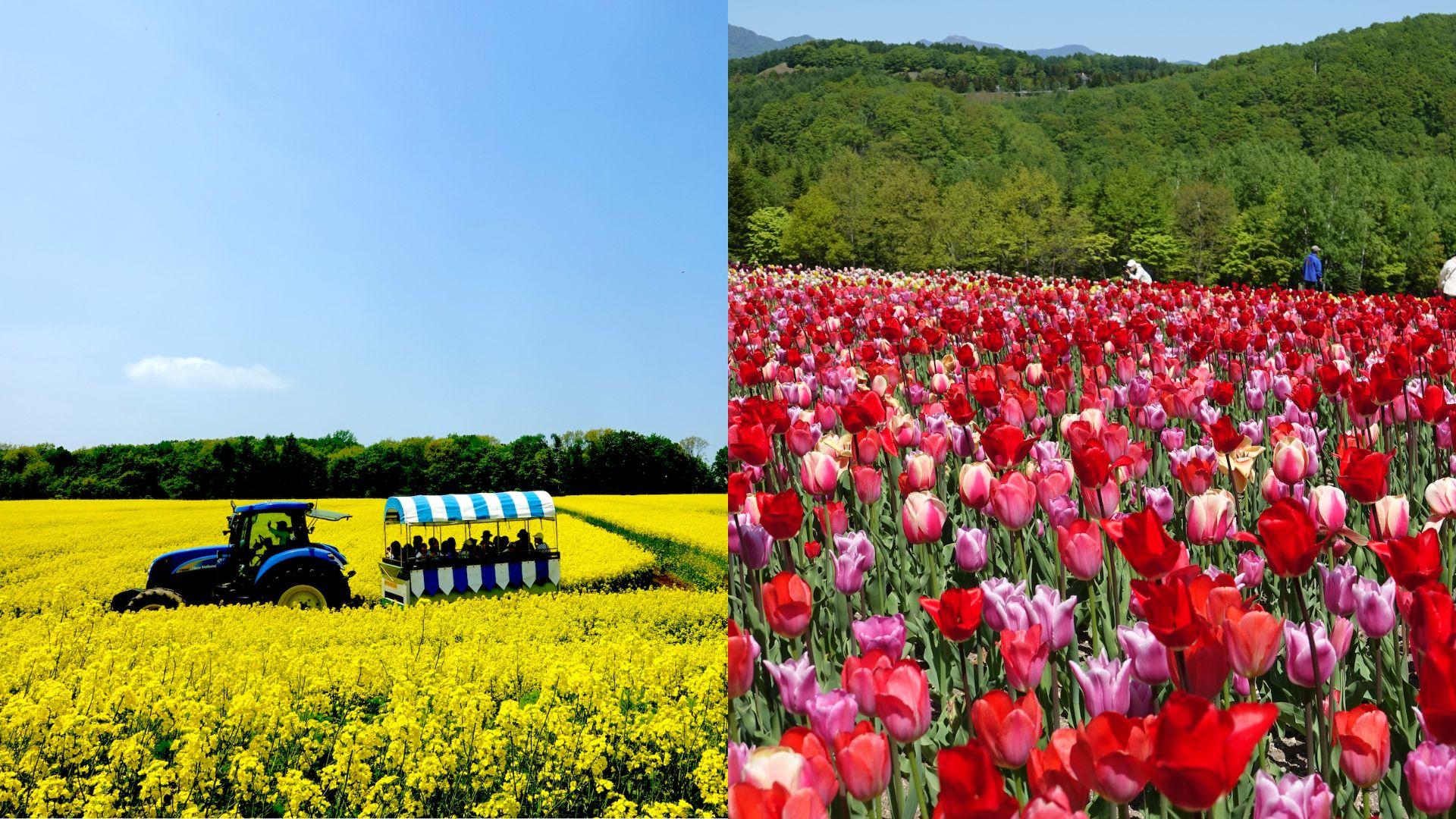 Hokkaido's early summer flower fields: tulips, rapeseed flowers