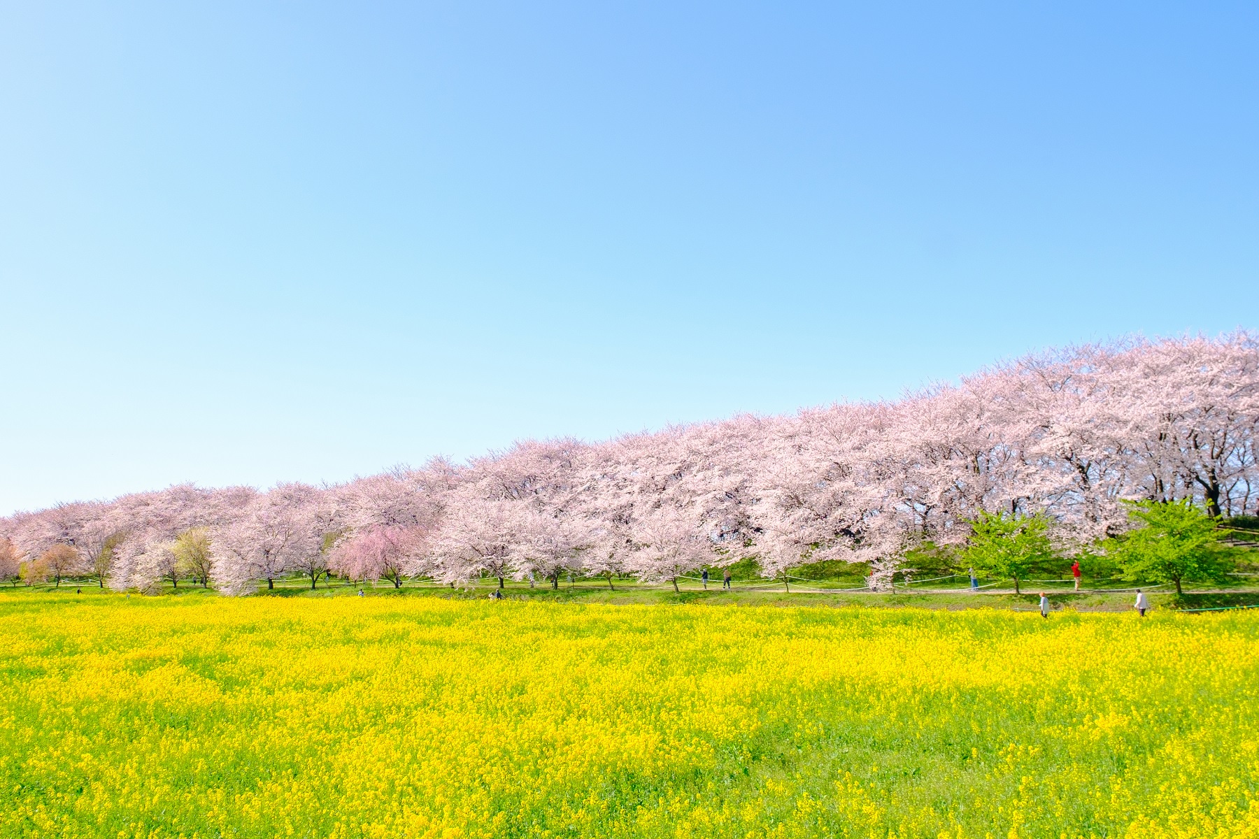 北関東四大花畑巡り】権現堂「千本桜トンネル」＆古川「桃花まつり
