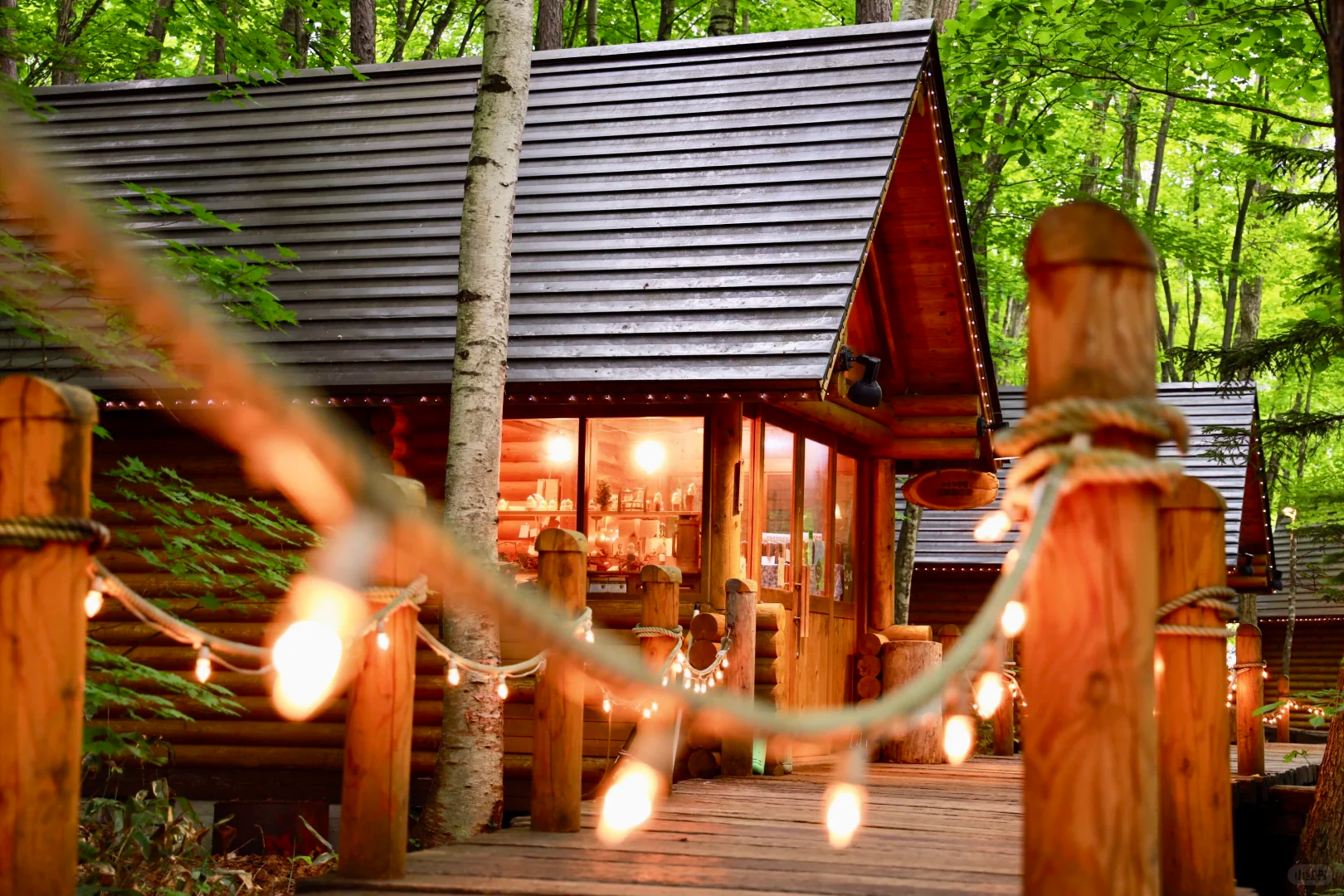 北海道富良野日帰りツアー｜四季彩の丘＆白金青い池＆森の妖精テラス