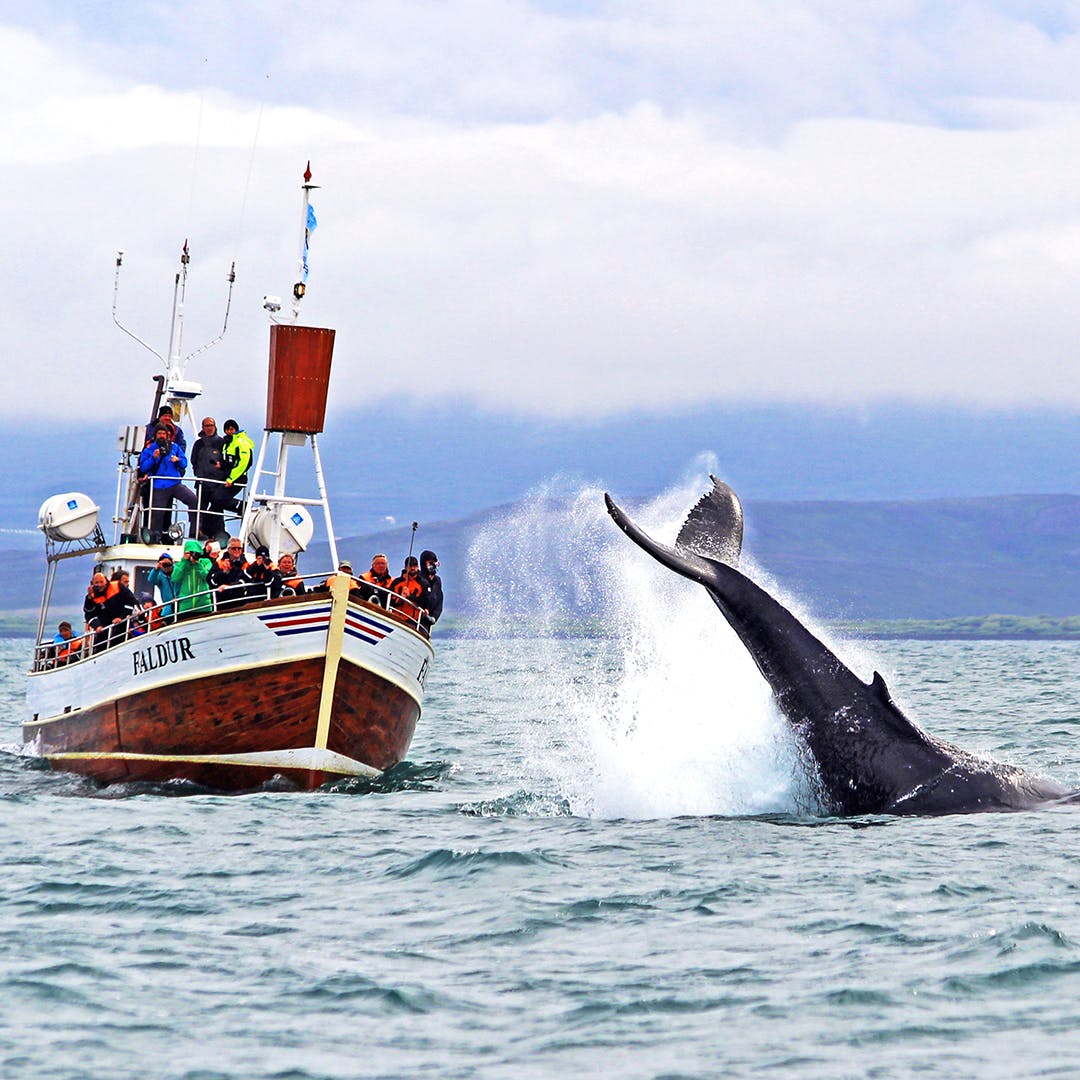 iceland-husavik-whale-watching-tour-self-drive-group-kkday