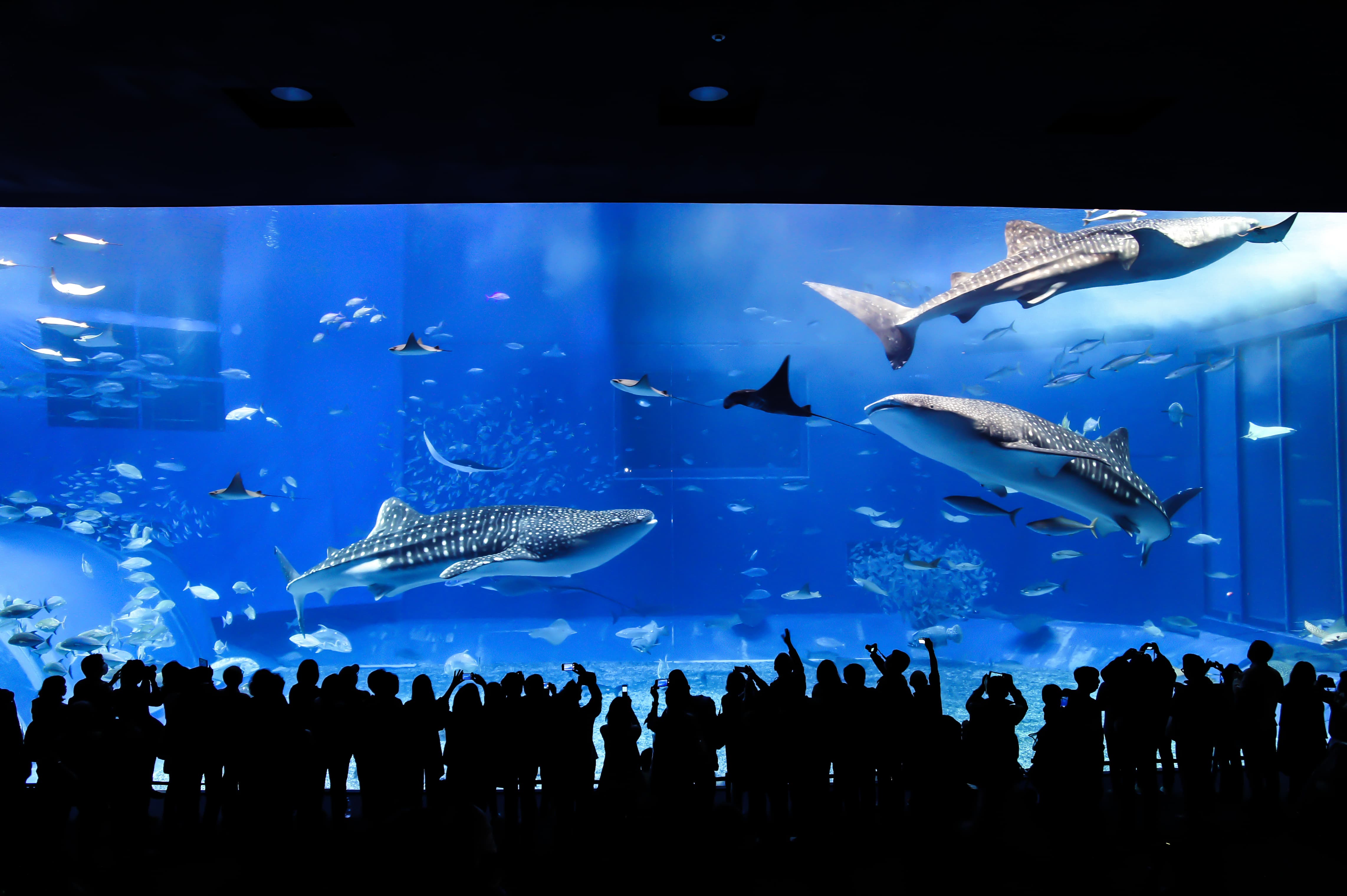 美ら海水族館 入館チケット（沖縄県 本部町） - KKday