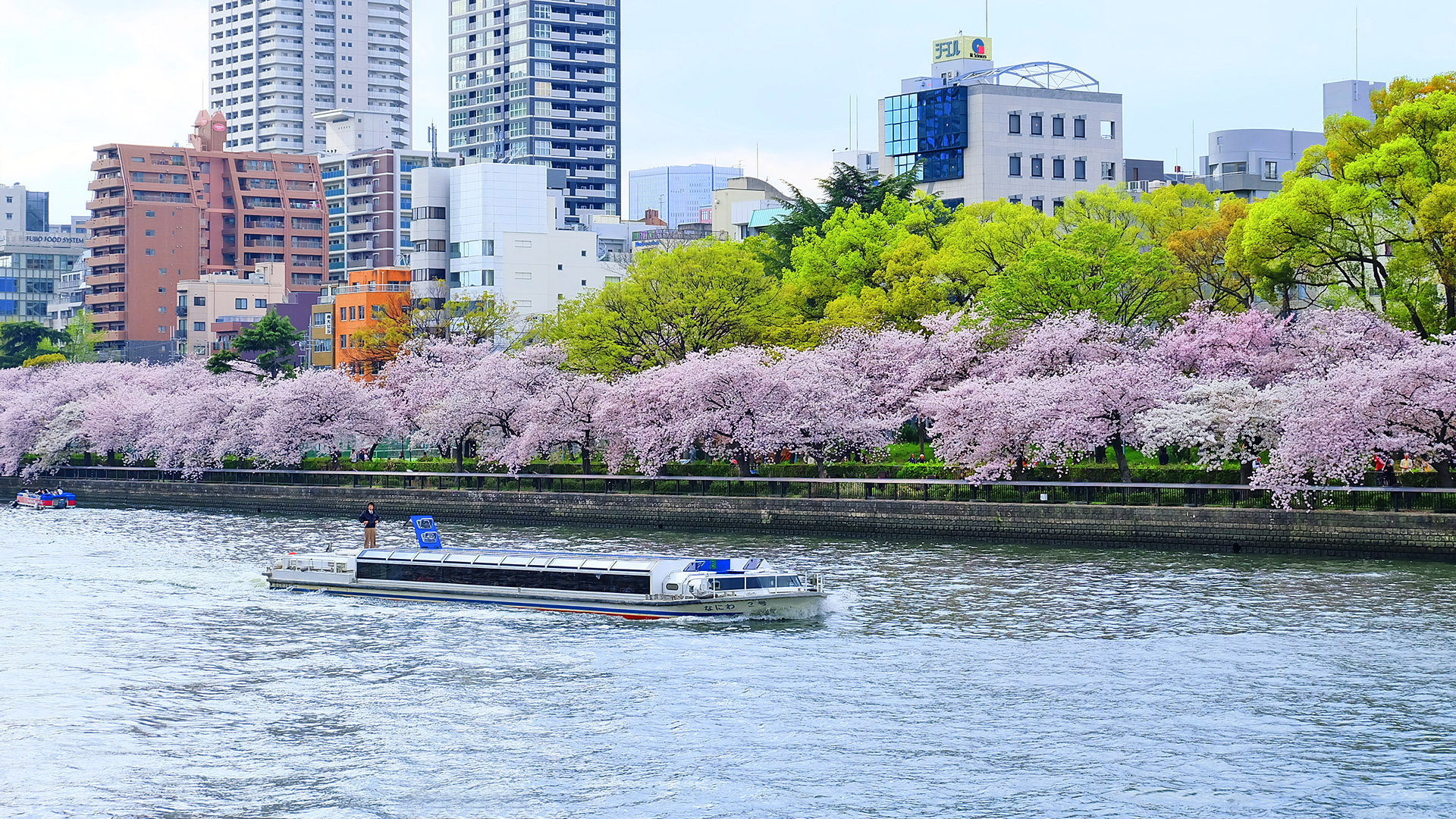osaka river cruise sakura