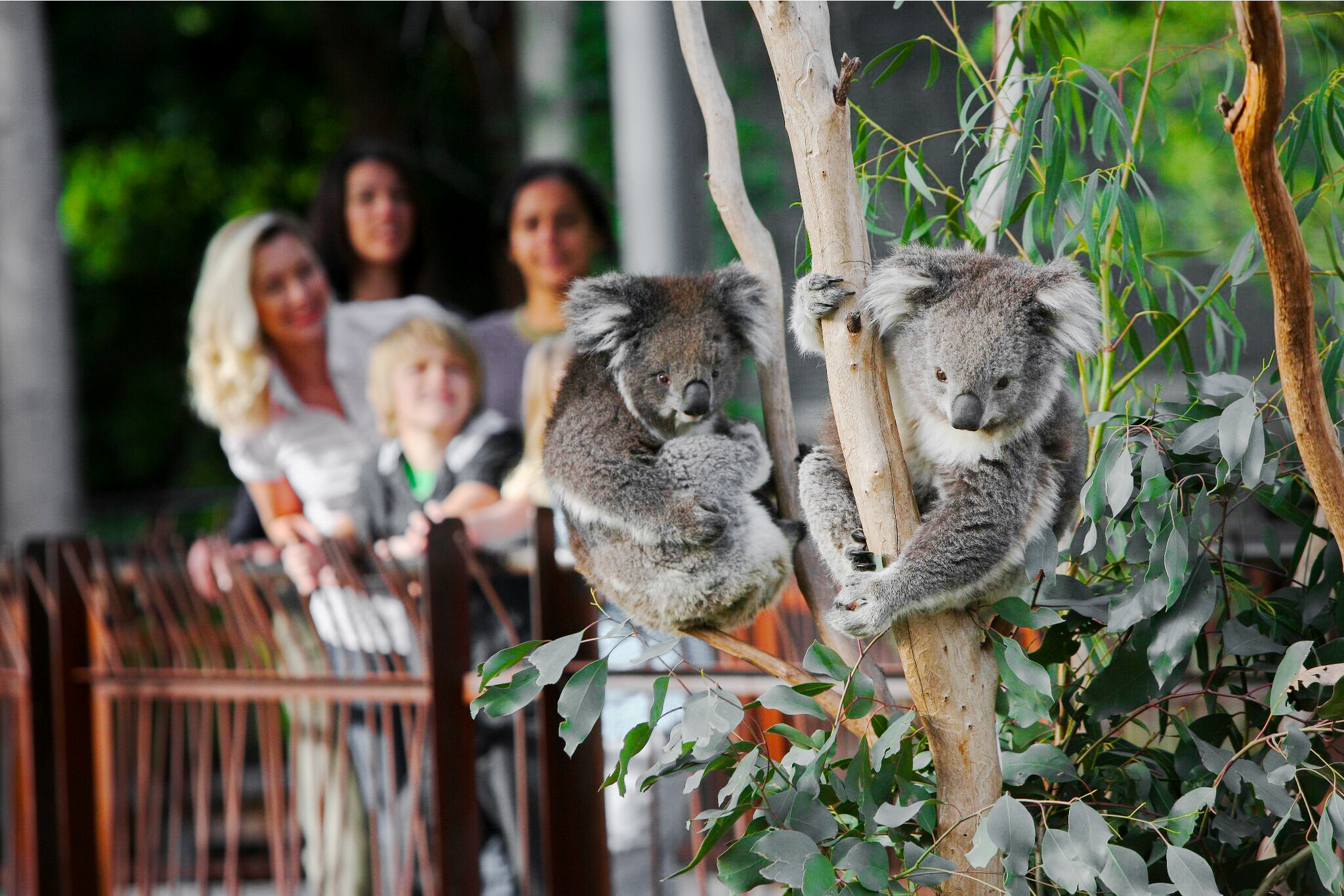 입장권 | 멜버른 동물원 + 캥거루 체험 티켓 - Kkday