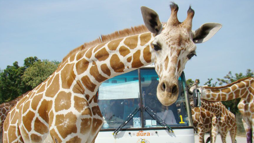safari park kanchanaburi giraffe