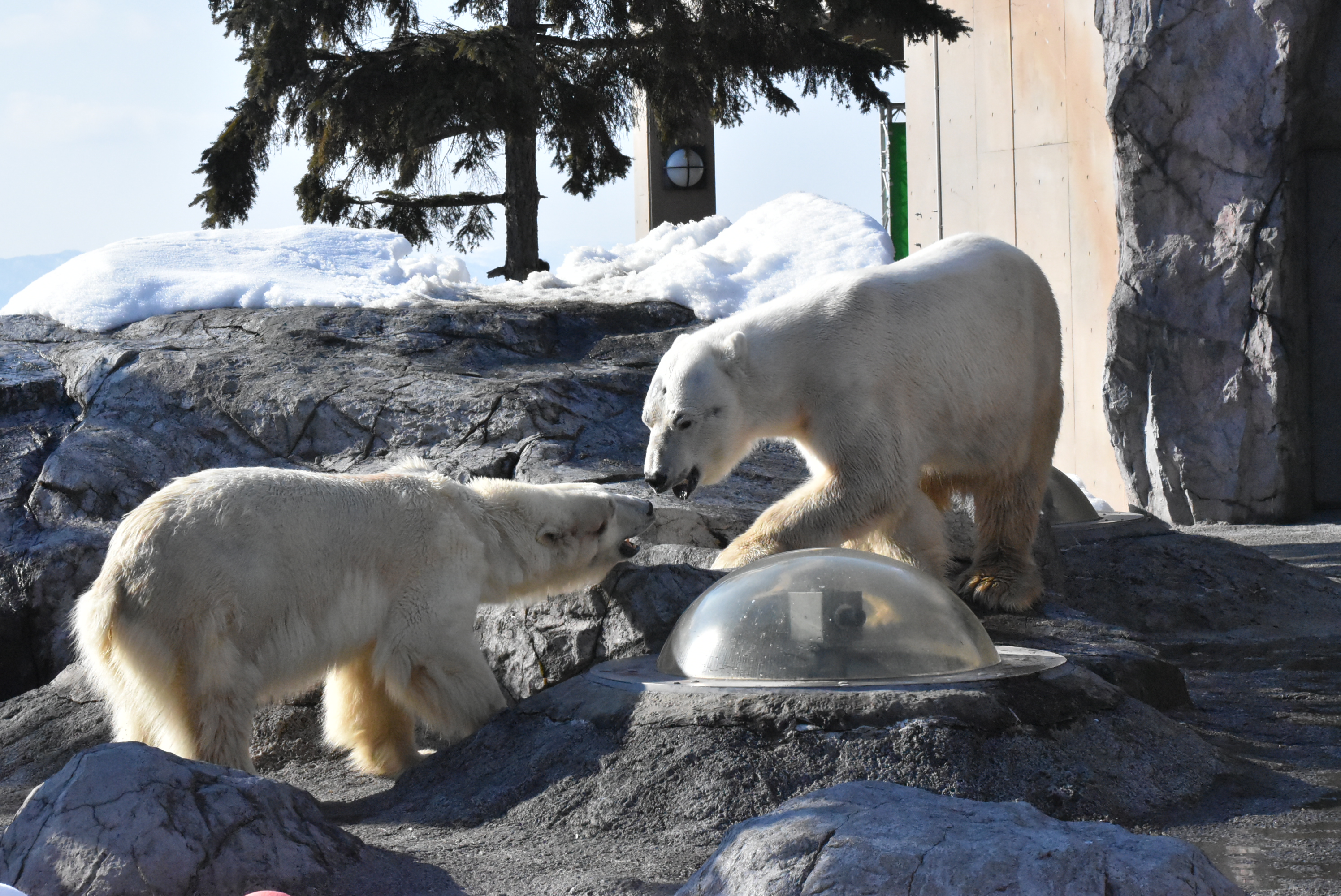 旭山動物園 入園券 便利な電子チケット（北海道 旭川市） - KKday