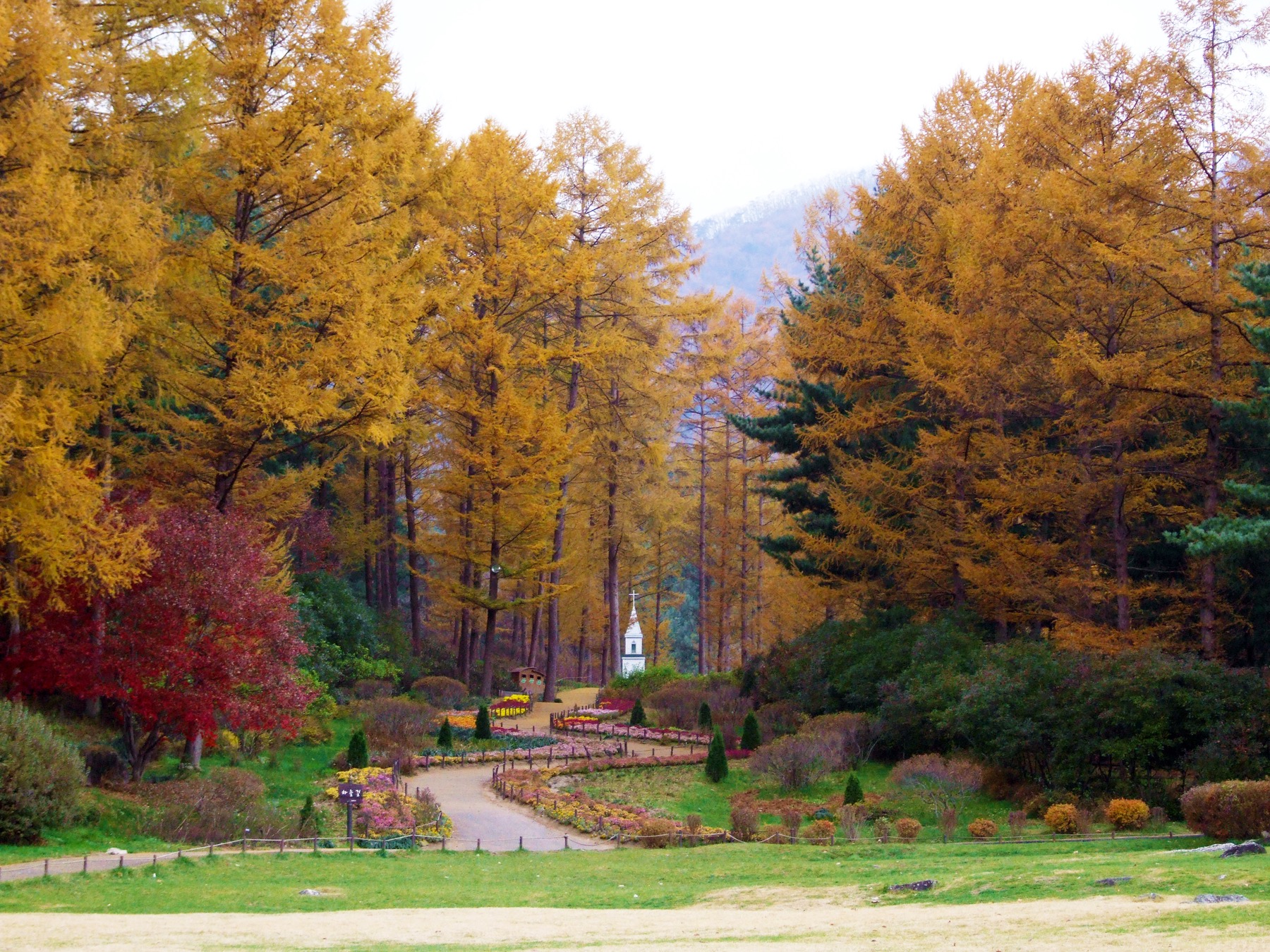  首爾近郊 晨靜樹木園