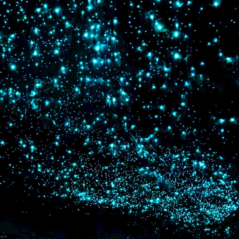 thbt マリーゴールドポニー　ダークブルー オーストラリア | ゴールドコースト スプリングブルック国立公園 夜に