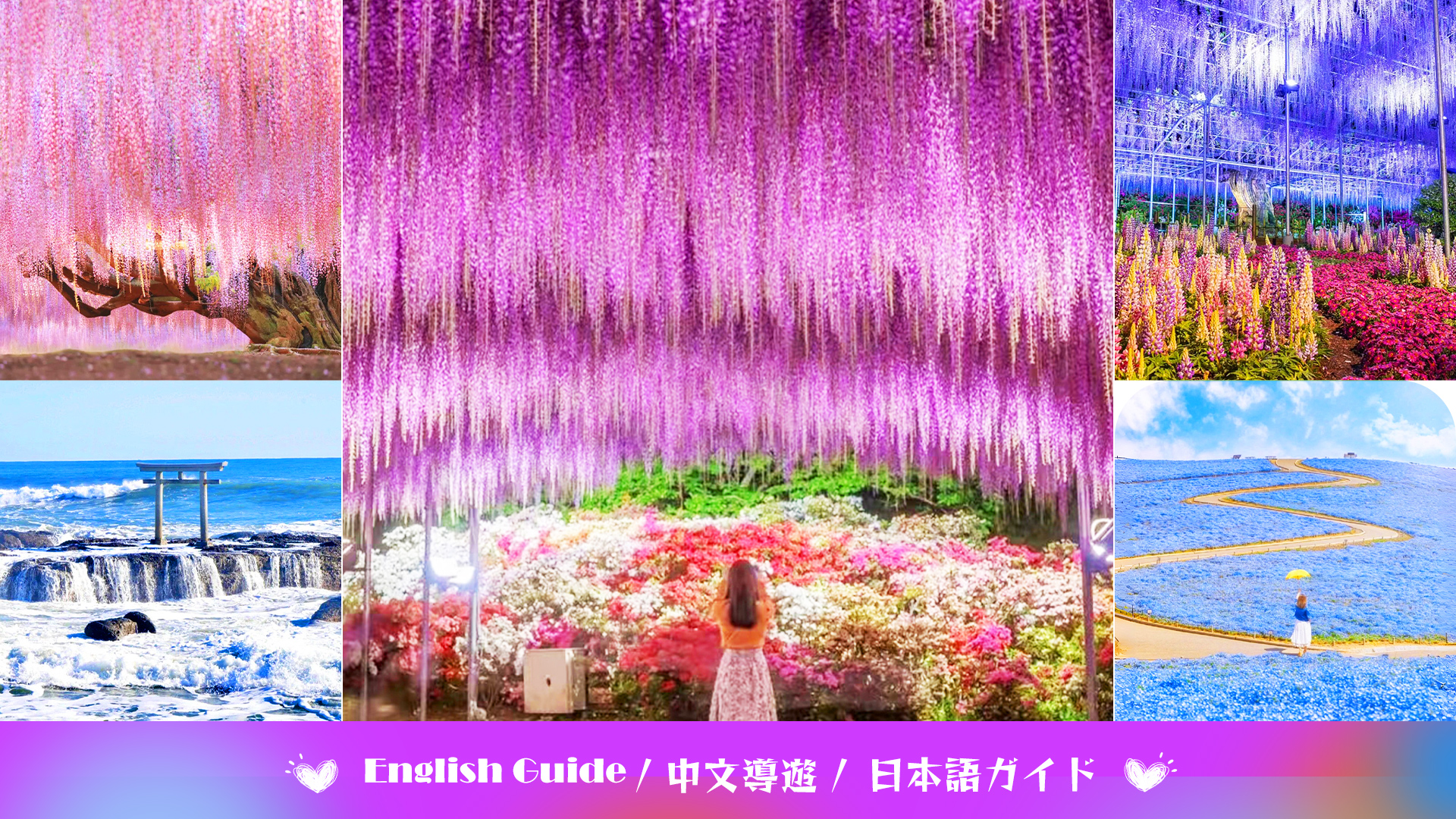 春限定お花見日帰りツアー｜藤物語 あしかがフラワーパーク 藤と上総
