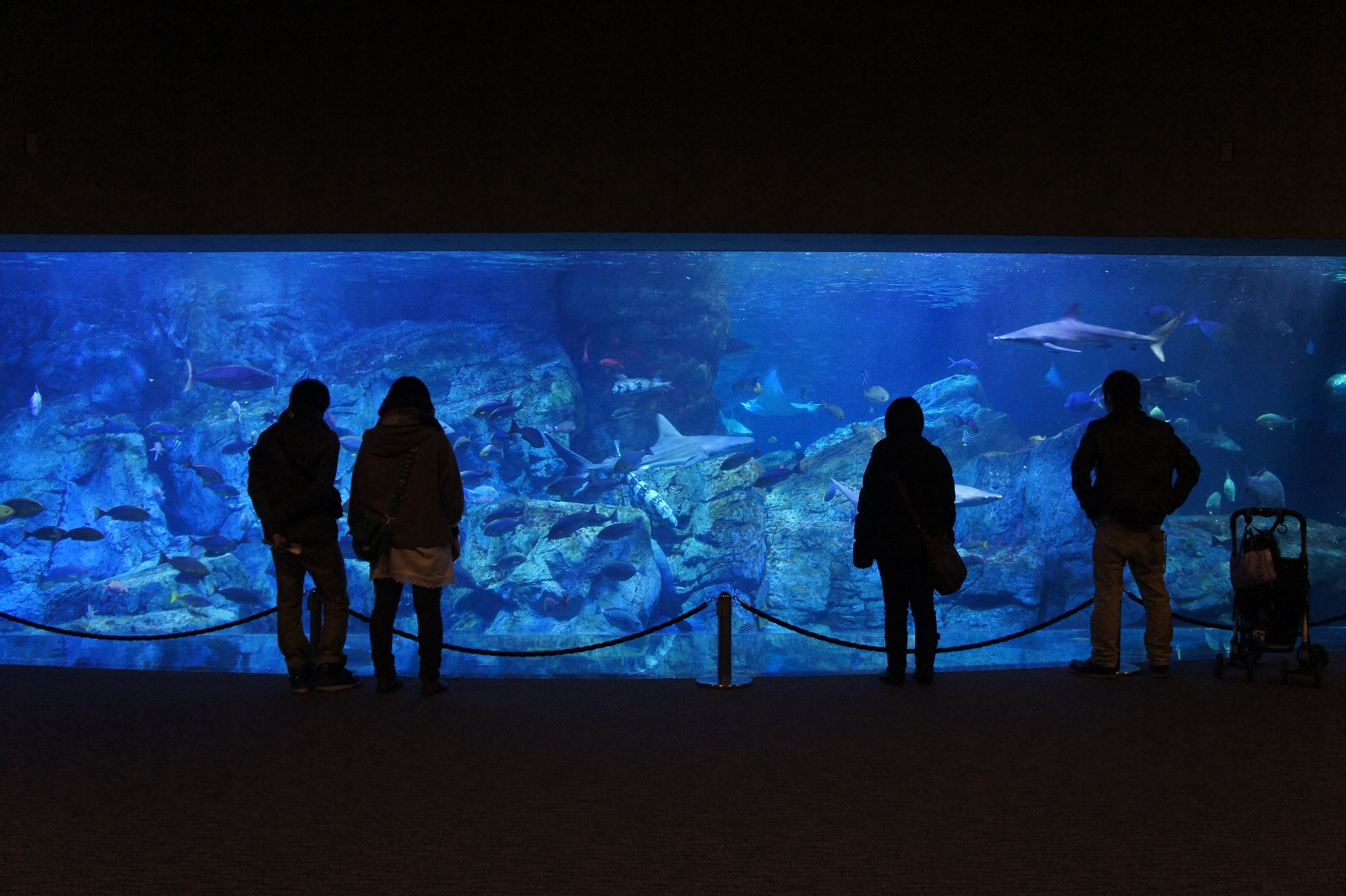 最大150円割引】大分マリーンパレス水族館「うみたまご」 入場チケット