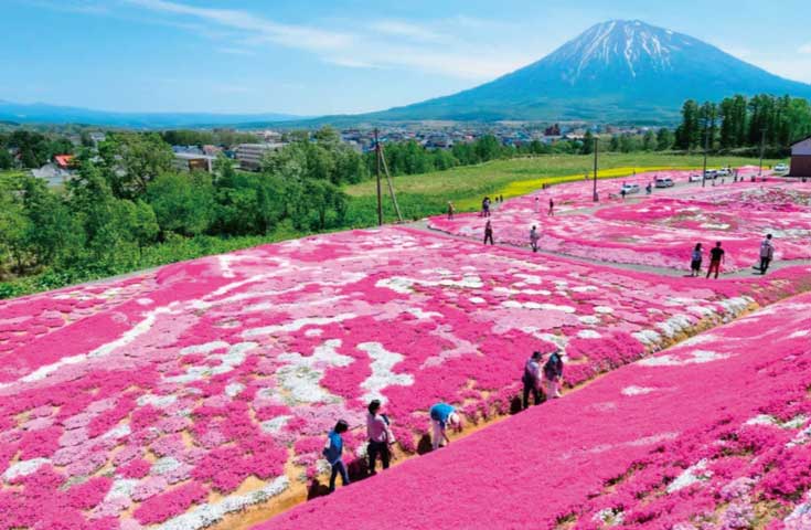 北海道日帰りバスツアー｜羊蹄山を眺めるふきだし公園＆ニセコ・三島芝