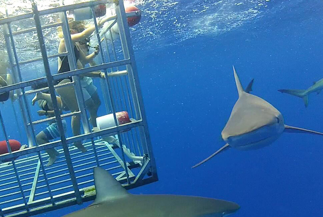 【【夏威夷特殊體驗】歐胡島鯊魚籠觀鯊體驗