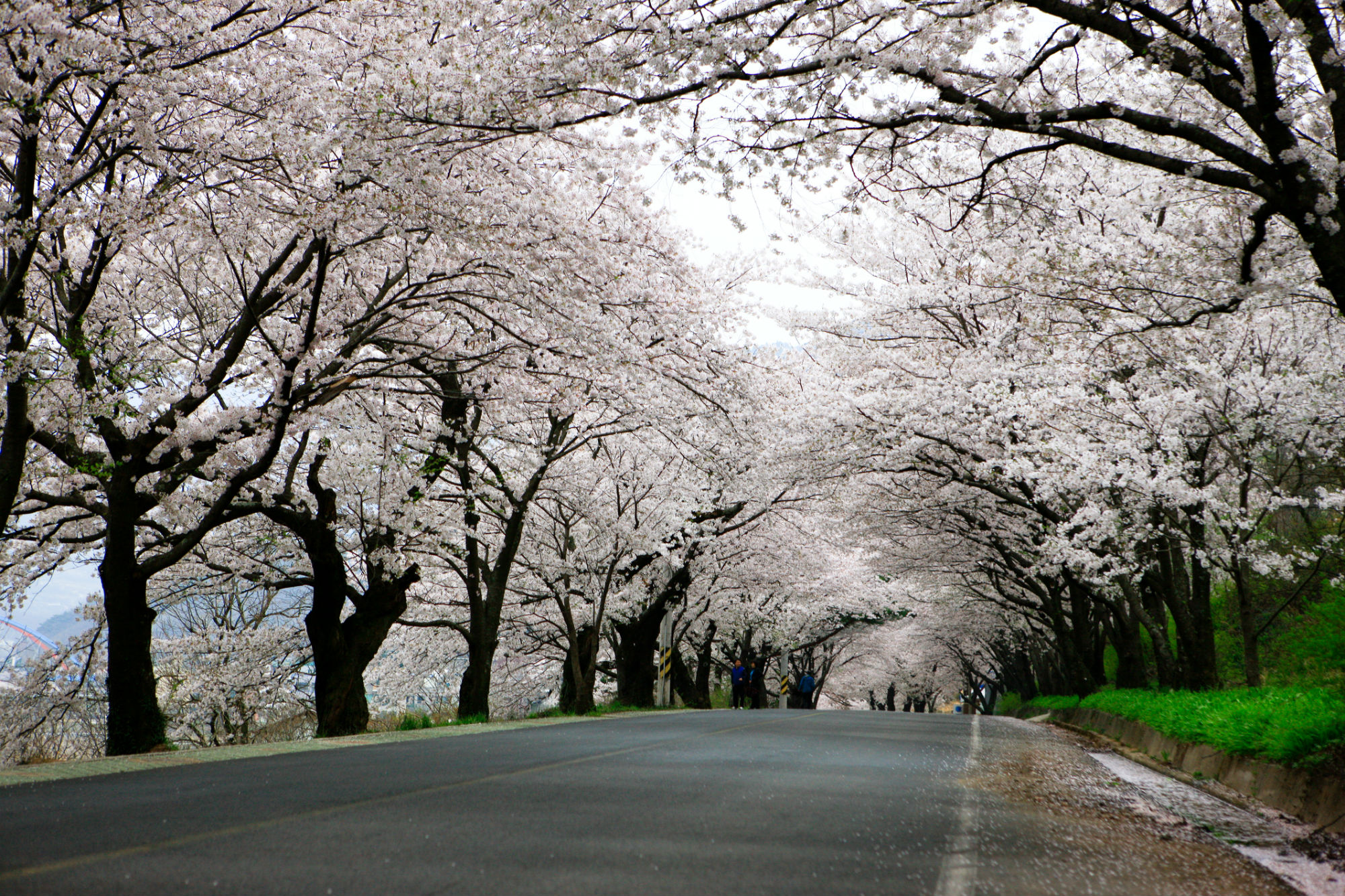 Winter spring. Япония дорога. Сакура дорога. Япония дорога с сакурой. Весна в Японии дорога.