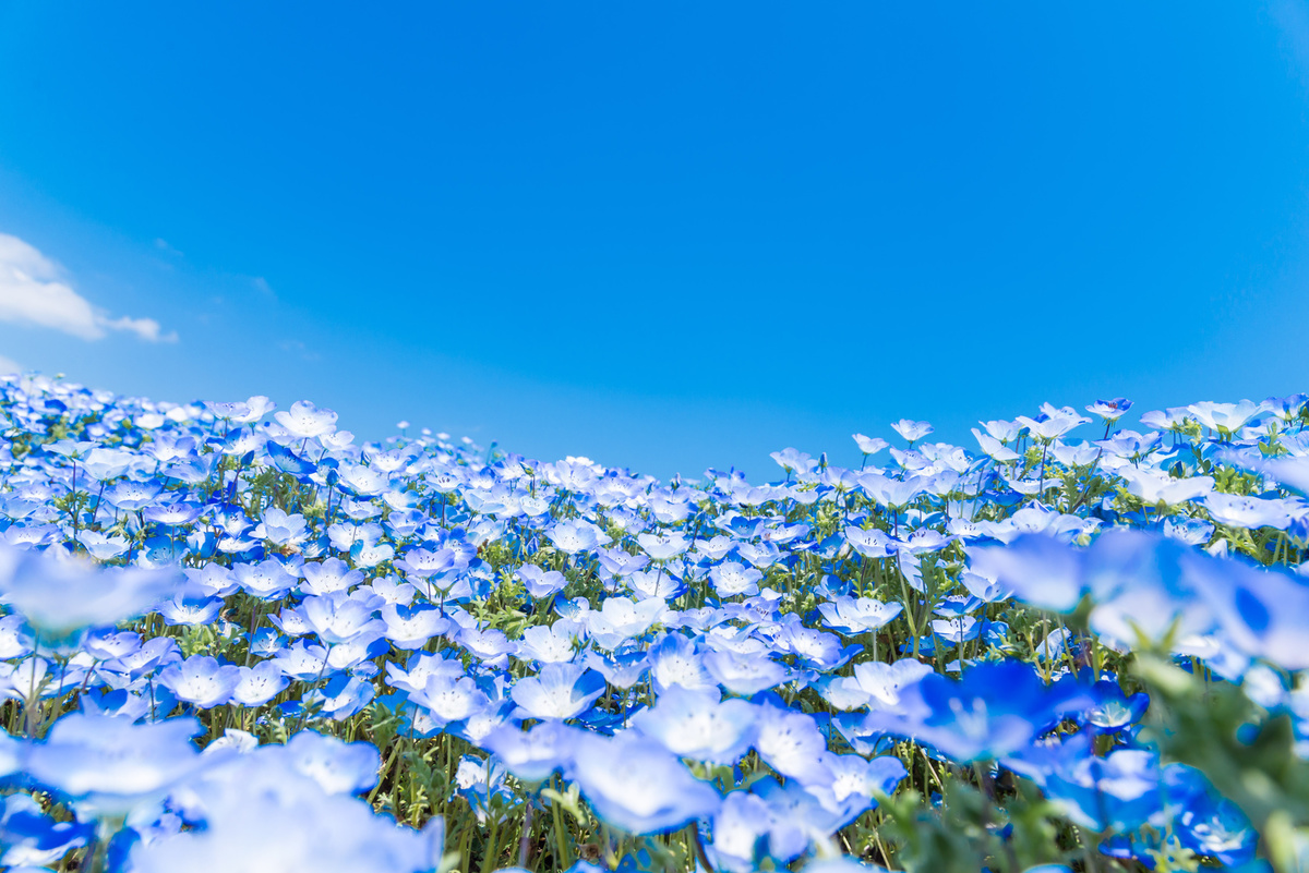 東京賞花一日遊 日立海濱公園粉蝶花 足利花卉公園紫藤花 烤肉吃到飽 Kkday