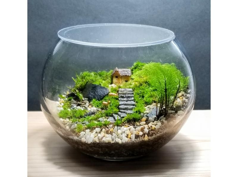 苔テラリウム　⑤ How to make a moss terrarium with spring water #115 - YouTube