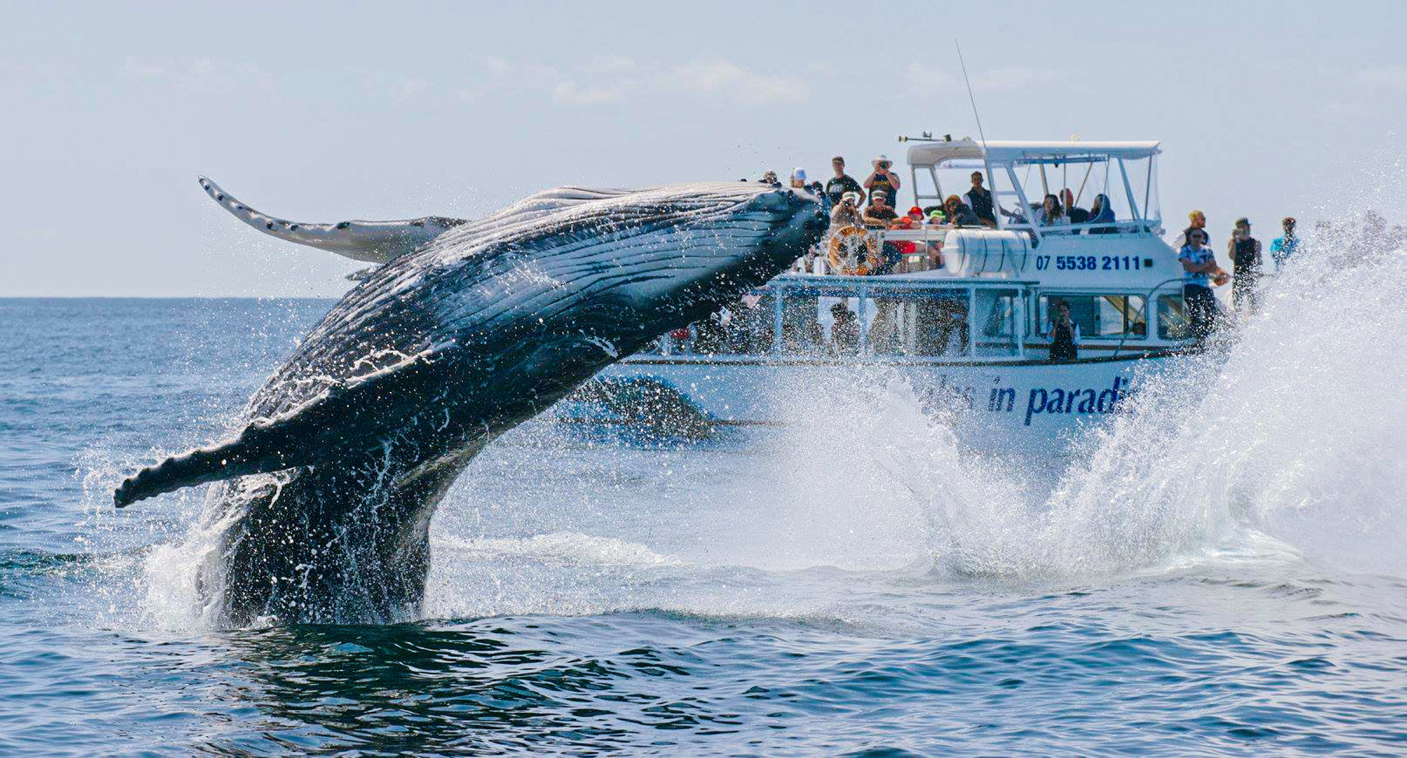 whale tour gold coast