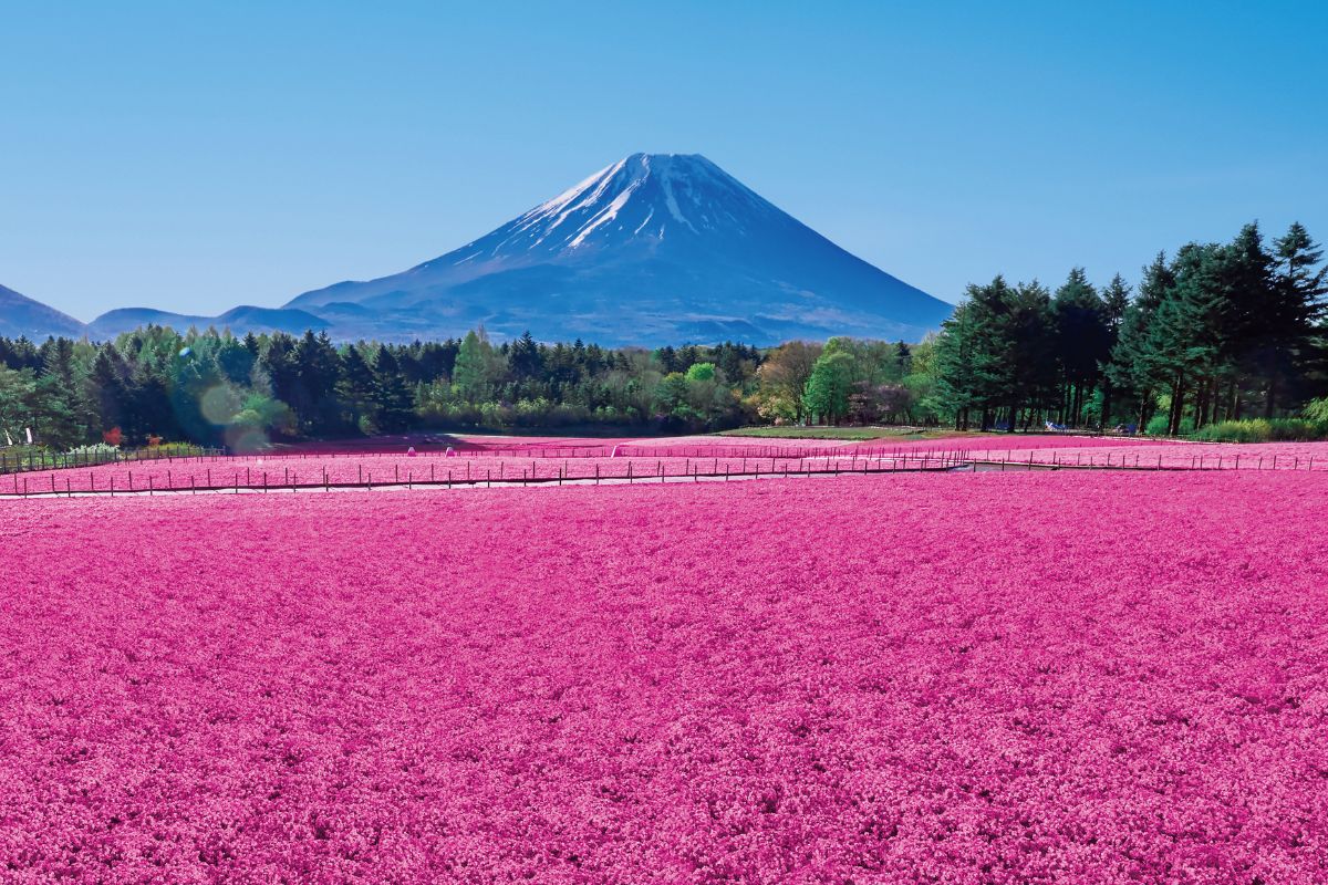 富士山本栖湖50万本芝桜まつり1日ツアー |浅間神社、忍野八海、日川