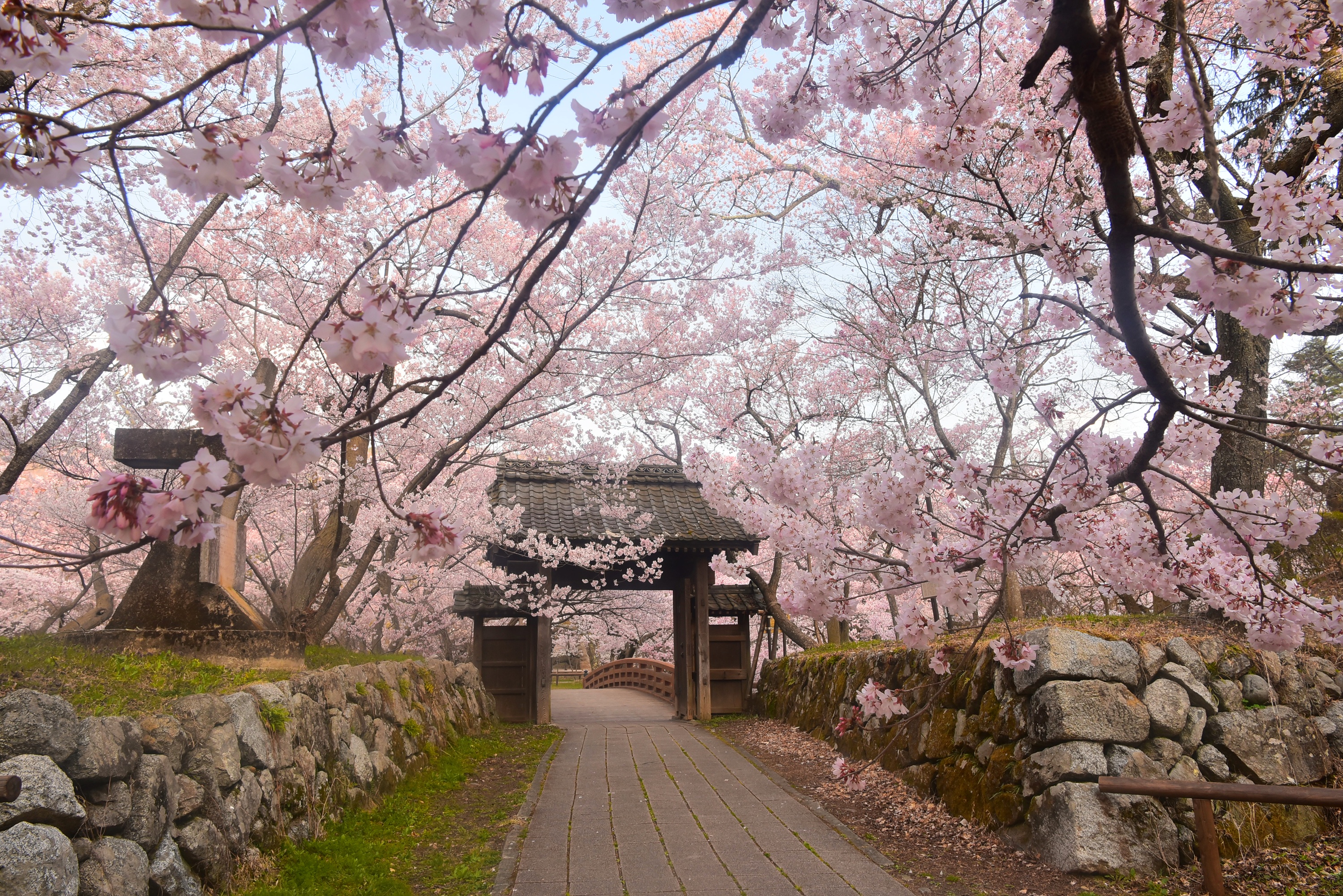日本長野縣高戶城遺址公園櫻花節暨國寶犬山城一日遊（名古屋出發） - KKday