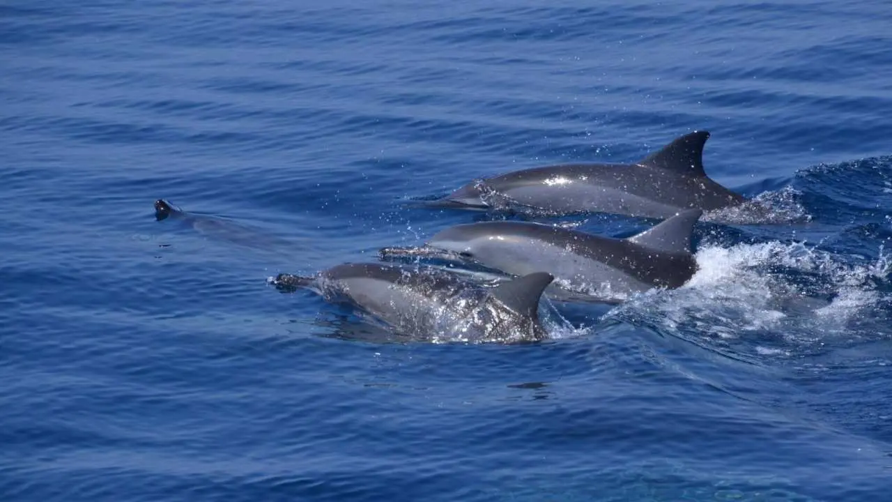 Yilan Guishan Island half-day experience | Island landing, island hopping, whale watching | Lanyang Museum coffee package