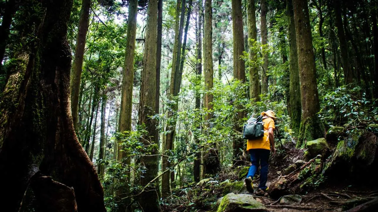 Miaoli | Intermediate Hiking | One-day Mount Garry Hiking Tour