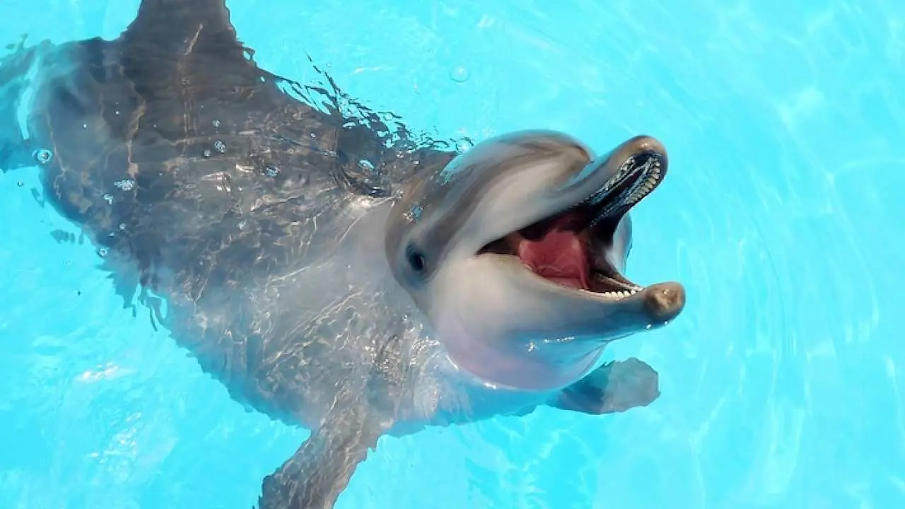 New Taipei | Wanli Yehliu Ocean World Tickets