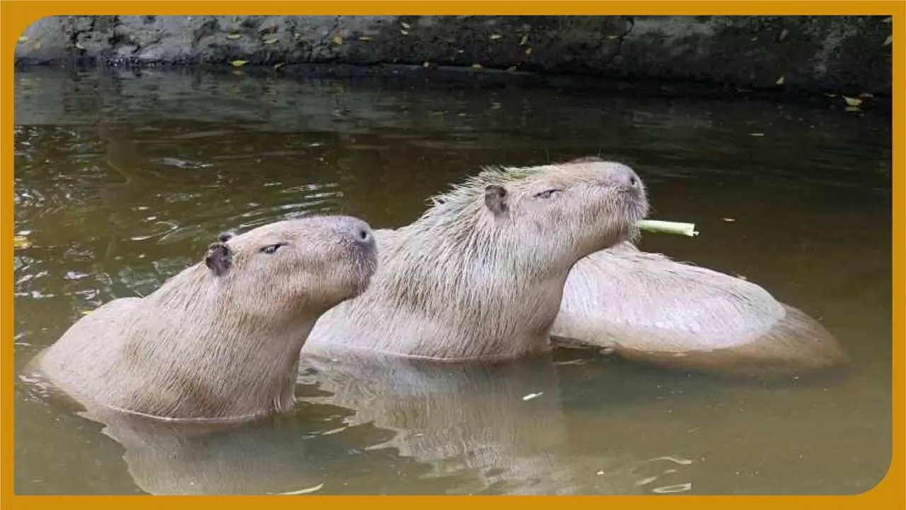 [Limited Sessions] Tainan Academy | Naughty World Safari | Capybara Interactive Experience Reservation