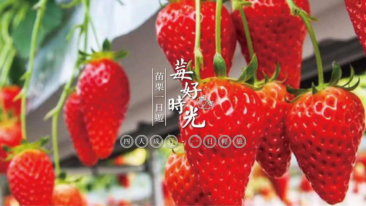 [Seasonal Limited] Miaoli Dahu | Strawberry Picking, Dahu Winery, Flower Dew Farm, Chocolate Yunzhuang Berry Good Times Day Tour | Departing from Taichung