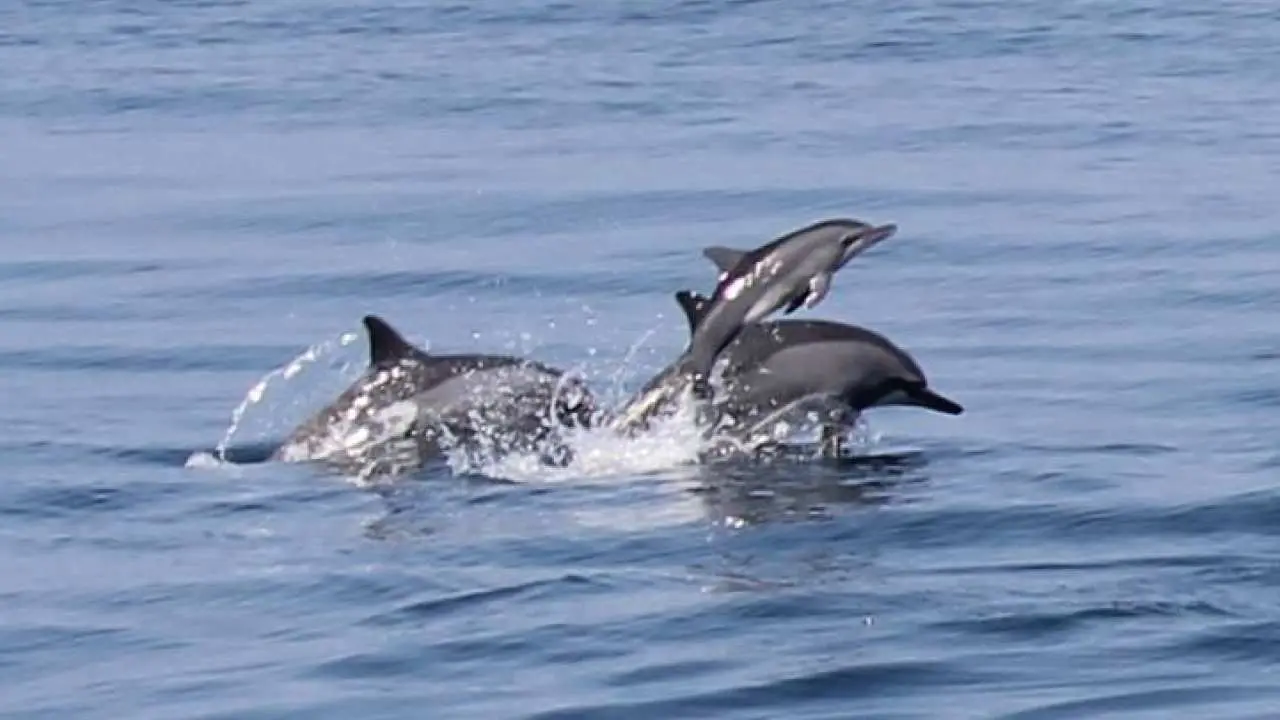 [Guaranteed trip] Whale watching fun | Small gift for four people | Landing on the island, whale watching, and around Guishan Island | Half-day experience on Guishan Island in Yilan