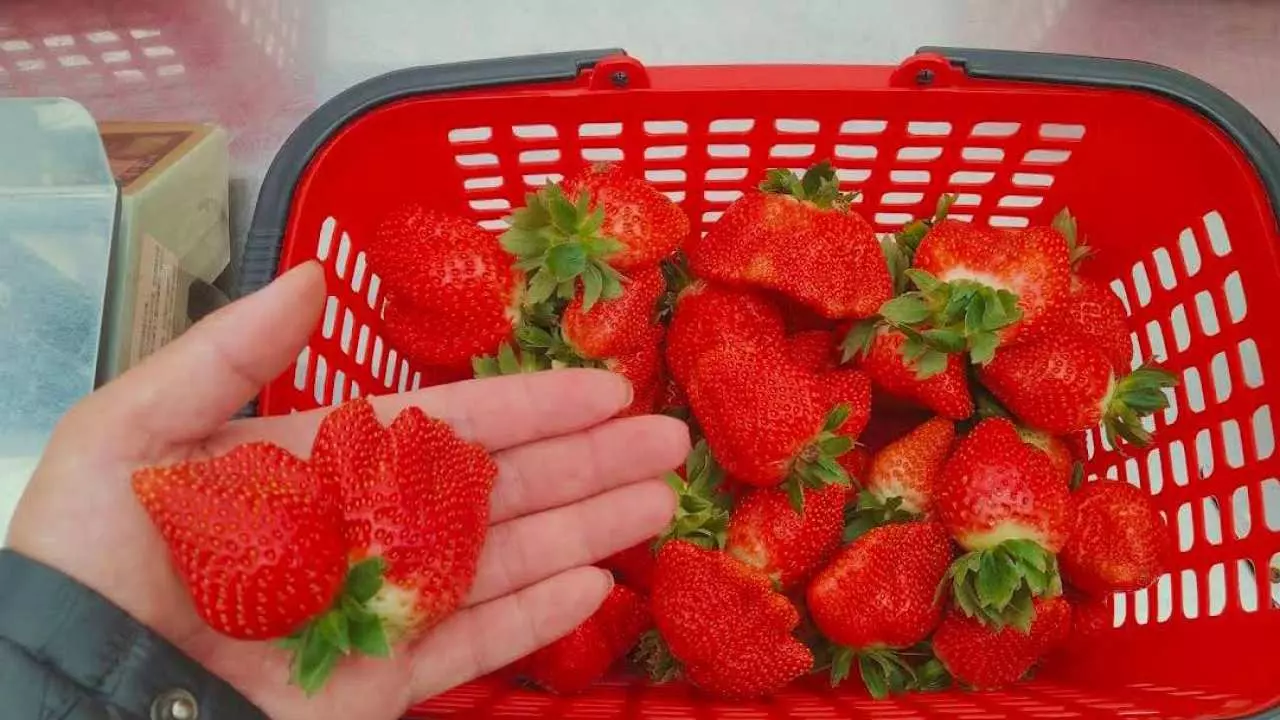 Miaoli|Nongyou Supermarket|Jixuan Farm. picking strawberries