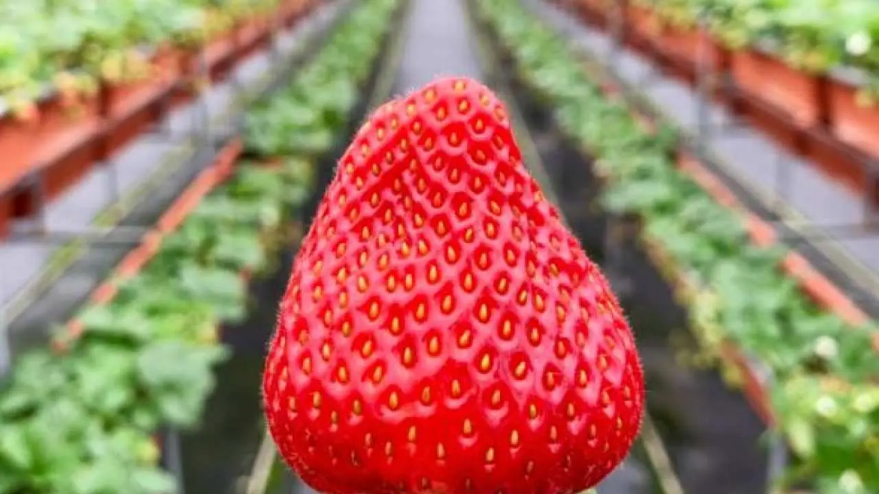 [One day of picking strawberries in Miaoli] Travel with you | Orange Fragrance Forest | Qing'an Tofu Street | Cherry Blossom Viewing at Xieyun Palace | Three Bay Bald Pines | Rixin Island | Yawen Rose Forest | Free itinerary