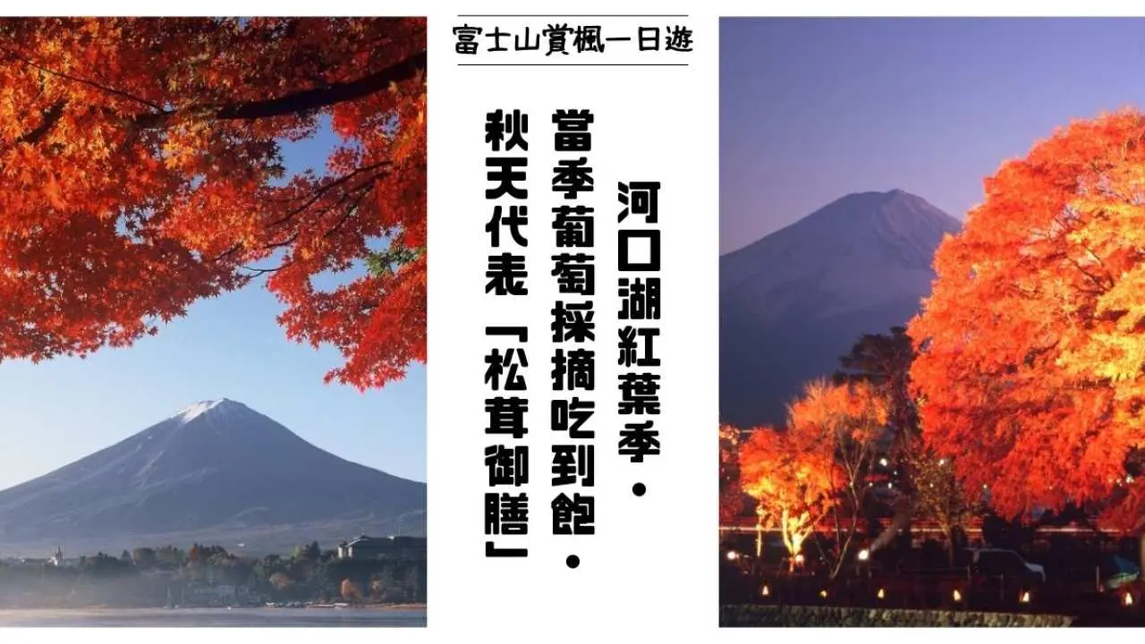 [2024 Red Leaf Season] Japan | One-day maple viewing tour on Mount Fuji | Lake Kawaguchi Red Leaf Festival, all-you-can-eat grapes, and matsutake set | Departing from Tokyo and Shinjuku