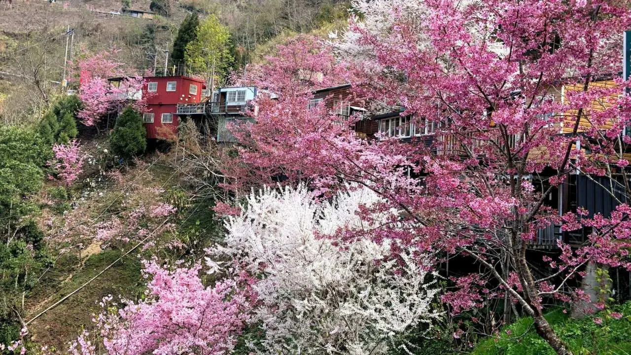 [Peach Season] Taoyuan | One-day transfer to Lala Mountain | Forest Recreation Area & Xiaowulai Skywalk | Depart from Taipei/New Taipei/Taoyuan