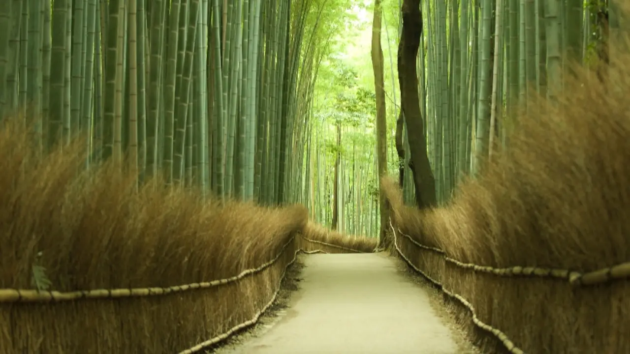 [Group of 4 people] Exploring Thousand Years of Kyoto One-day Tour | Kiyomizu Temple & Kinkakuji Temple & Arashiyama | Small Group of 13 People | Departing from Osaka and Kyoto | Optional hotel pick-up and drop-off