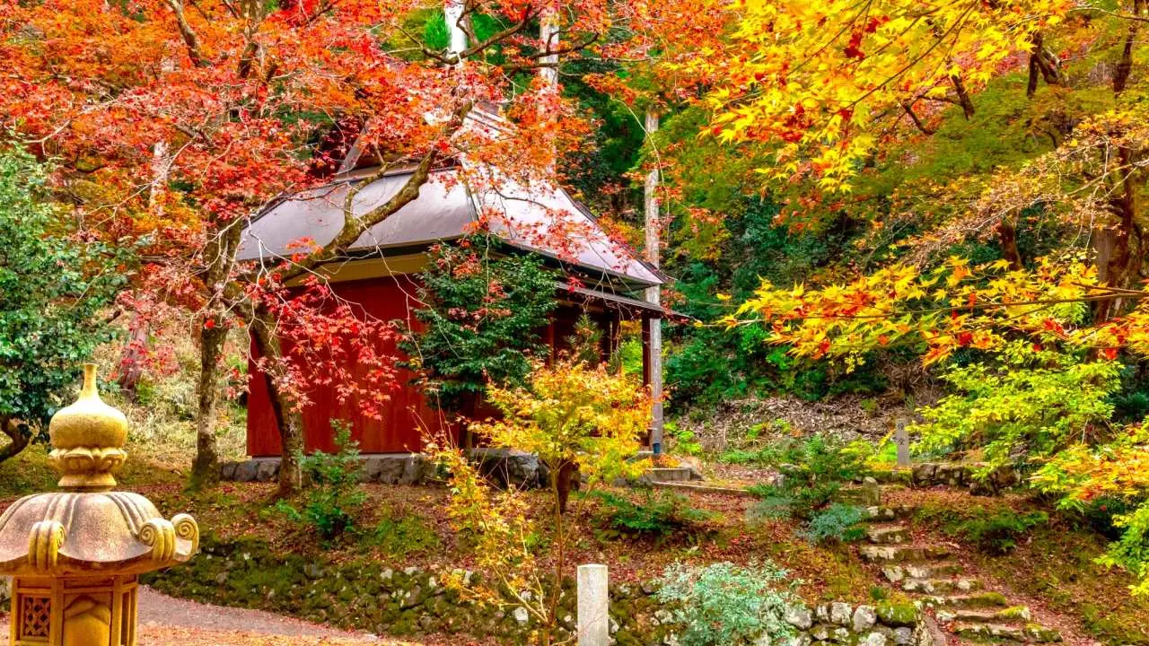 【Japan】Secret spot of famous maple viewing spots, Lake Biwa one day trip | Makino Town Cedar Road & Nagahama City Jizuji Temple & Omihachiman City Kyorinbo | Departing from Osaka