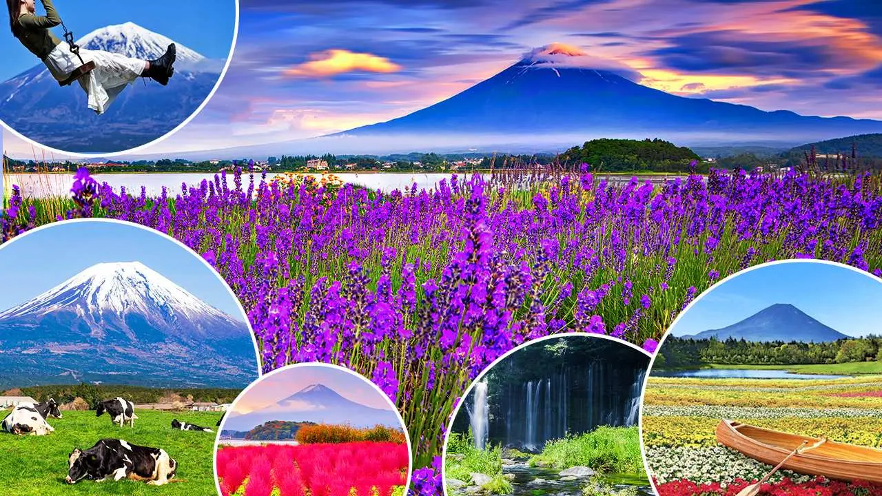 [Group of 4] Recommended one-day trip to Mt. Fuji Makaino Ranch for family travel | Asagiri Plateau Makaino Ranch & Lake Motosu Rainbow Flower Festival or Oishi Park & Shiraito Falls (departing from Tokyo)