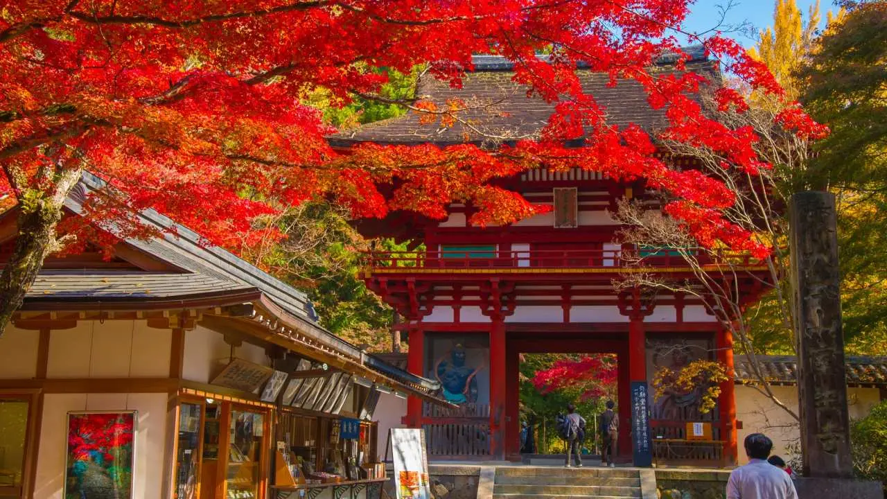 [2024 Red Leaves Season] Japan | Autumn Limited | Nara Yamatoji Temple 4 Autumn Leaves Tour | Tanzan Shrine, Hasedera Temple, Chokakuji Temple, Muroji Temple [Departing from Umeda and Namba, Kyoto]