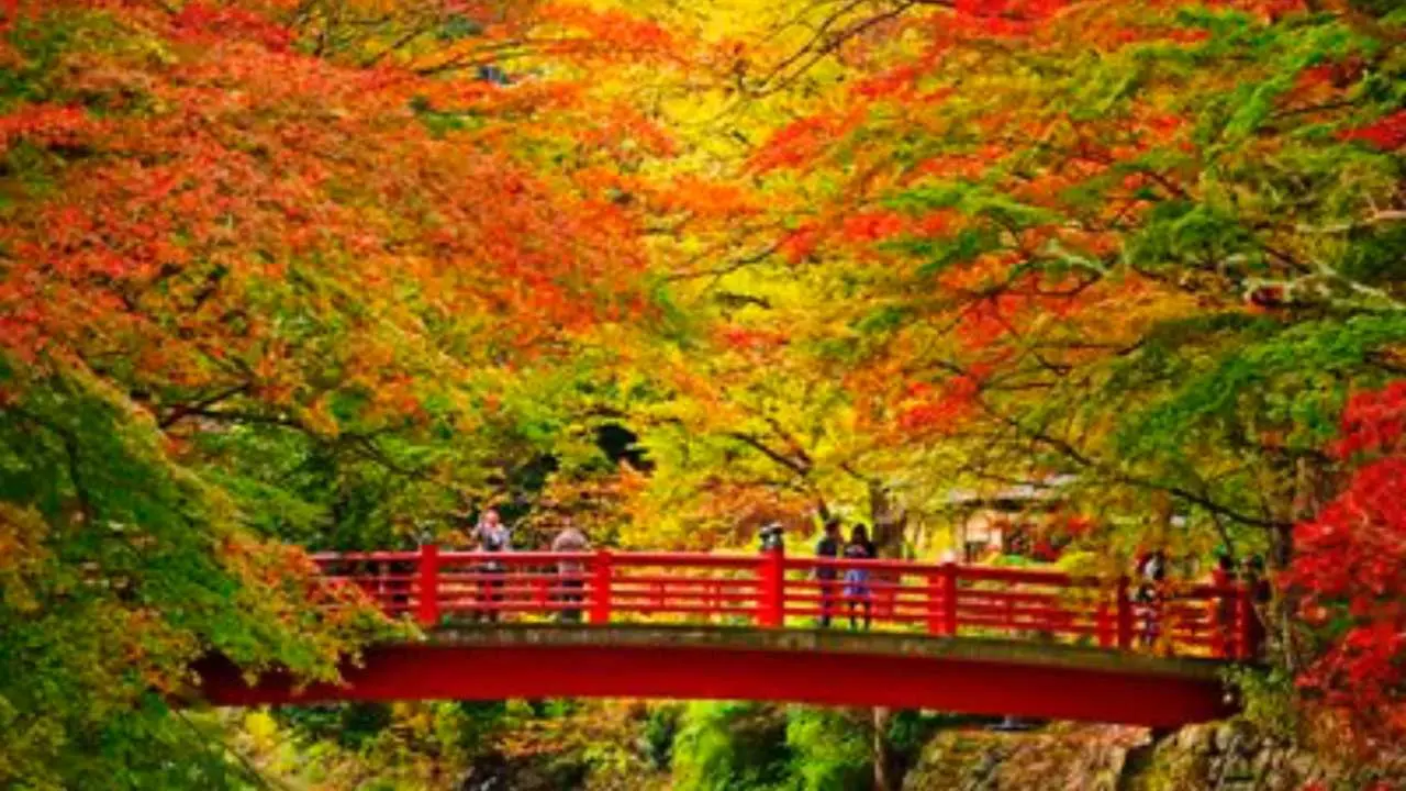 【2024紅葉季】日本箱根伊豆一日遊|三島天空步道—修善寺—箱根蘆之湖遊船|東京出發