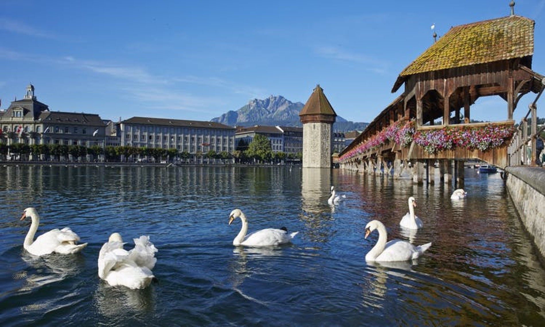 Most charming. Люцерн Швейцария фото. Люцерн Швейцария лебеди фото. Люцерн Швейцария лебеди фото вертикально.