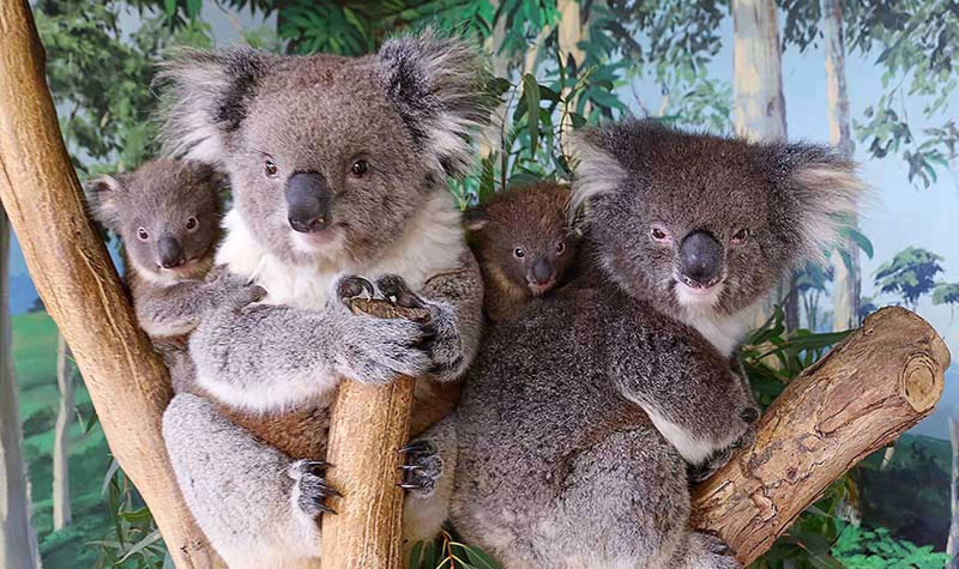 Maru Koala & Vé Công viên Động vật với Trải nghiệm chơi gôn mini | Victoria - KKday