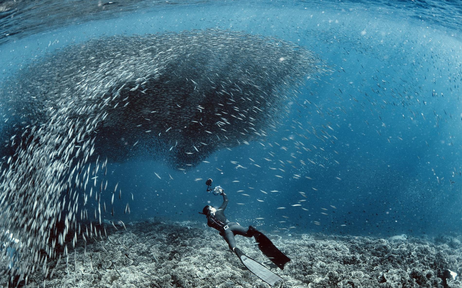 Moalboal Thousand Sardines Scuba Diving