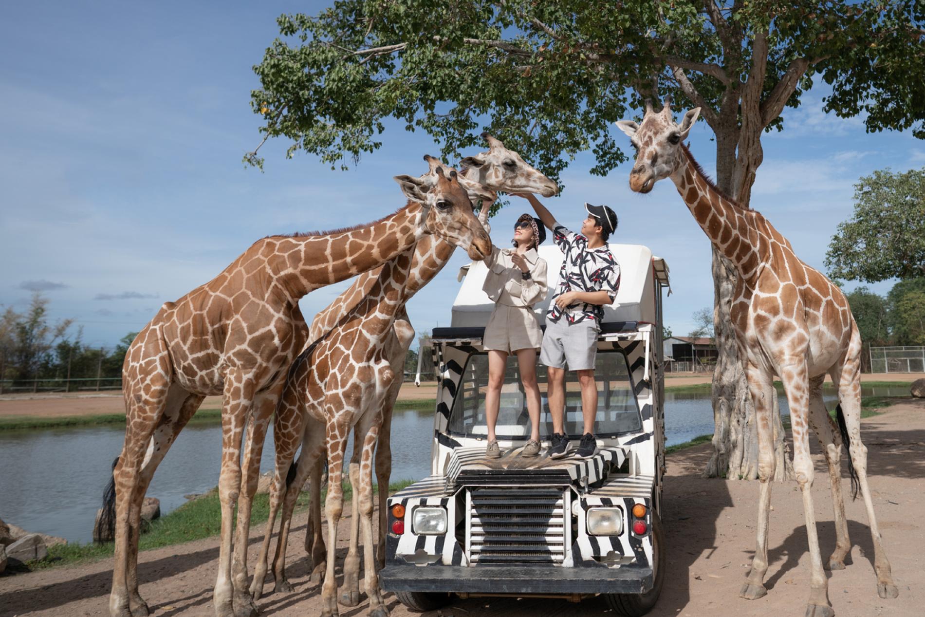 safari park kanchanaburi day trip